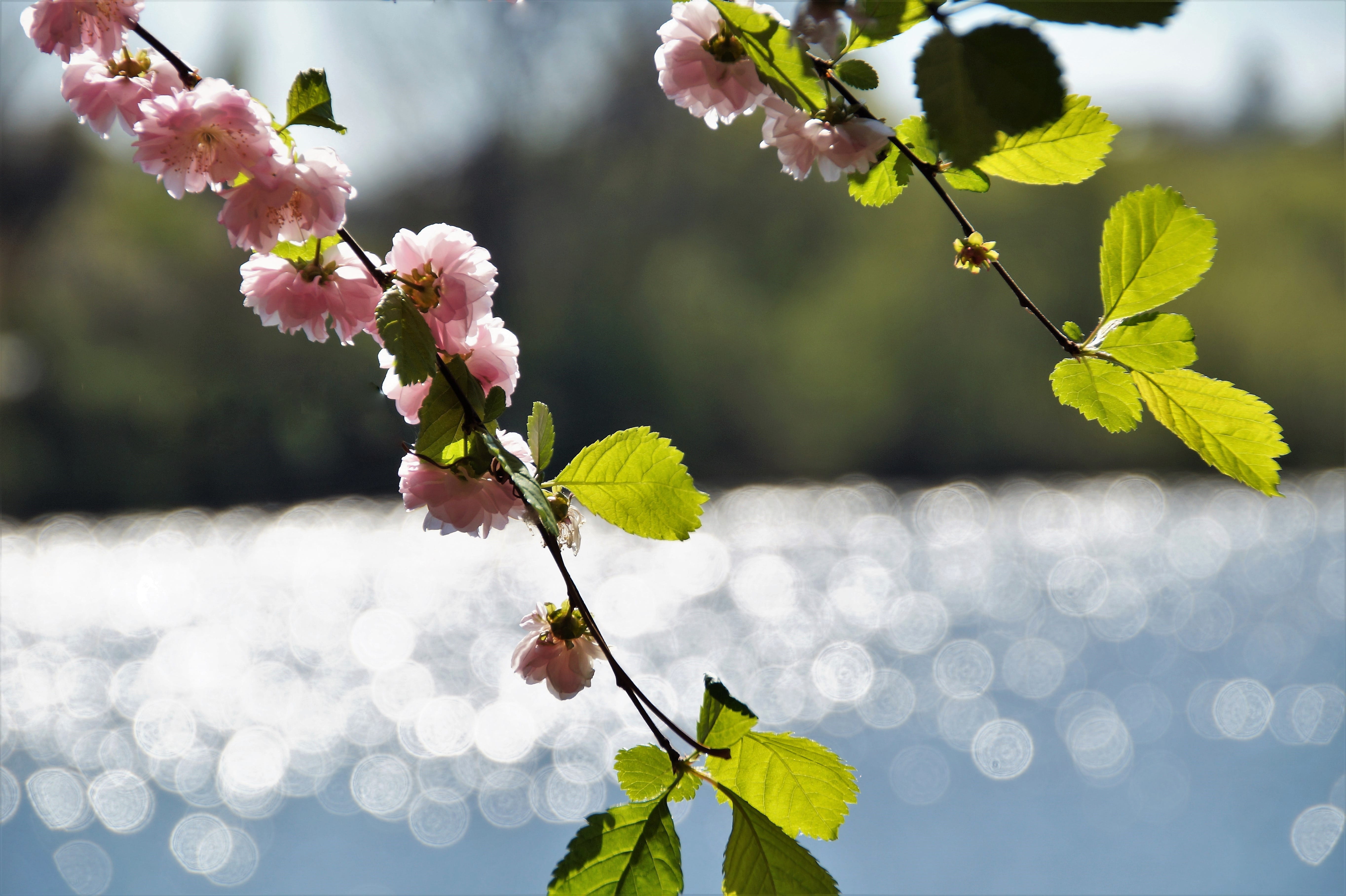beauty in nature, cherry blossom, flower, reflection, that has double flowers, twig, tree, springtime, no people, flowering plant, full, flowering, day, HD Wallpaper