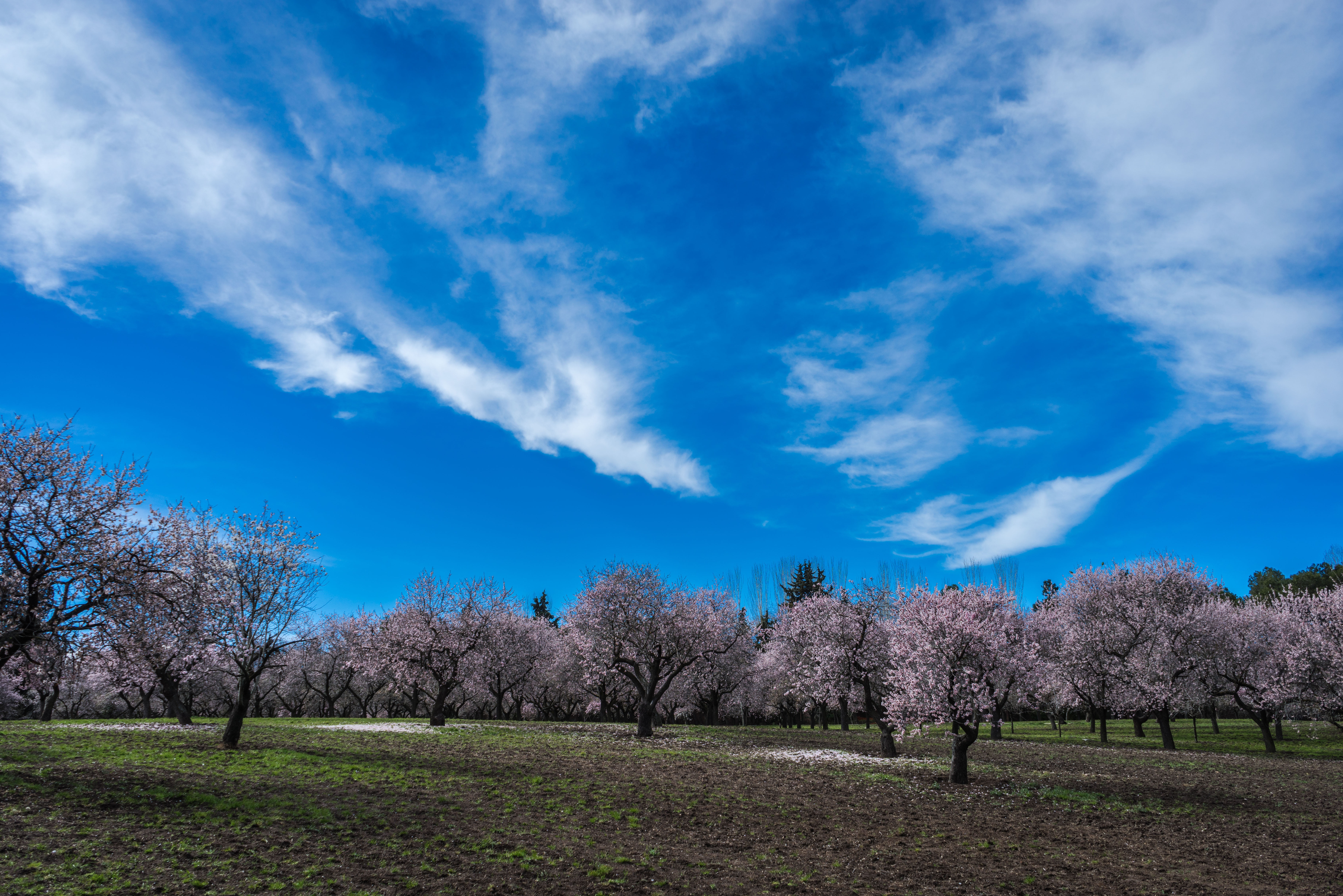 rural Scene, almond tree, landscape, colorful, trees, environment, sky, agriculture, blossom, outdoors, field, cherry blossom, leaves, garden, tranquil scene, HD Wallpaper