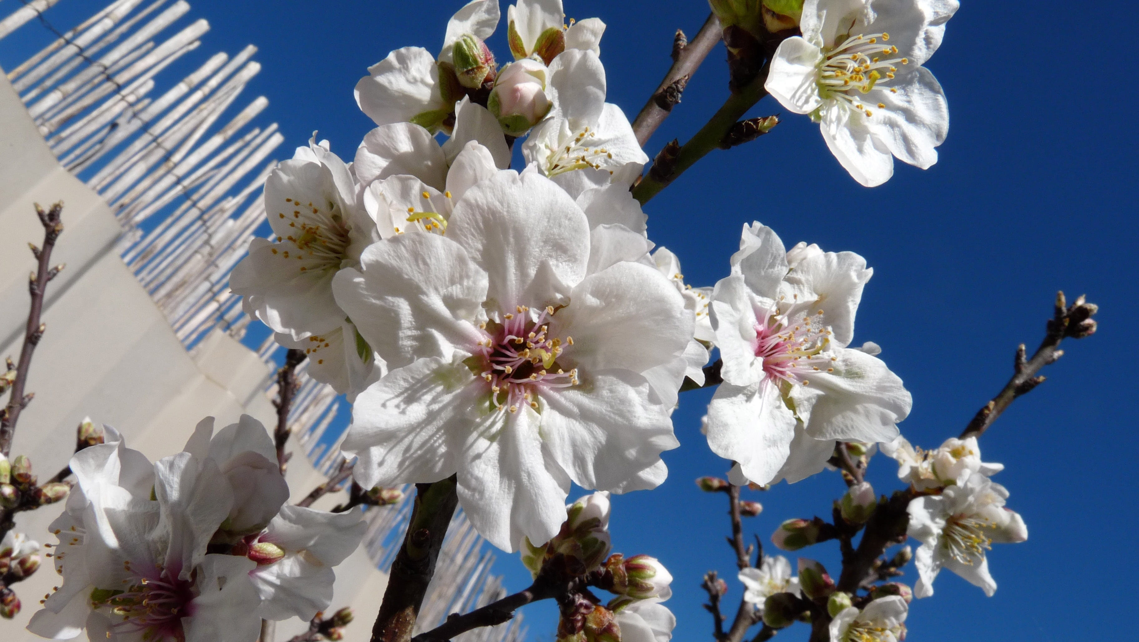 cherry tree, fragility, springtime, 2K, pollen, blossom, vulnerability, flower head, flower, low angle view, white color, nature, freshness, tree, close-up, HD Wallpaper