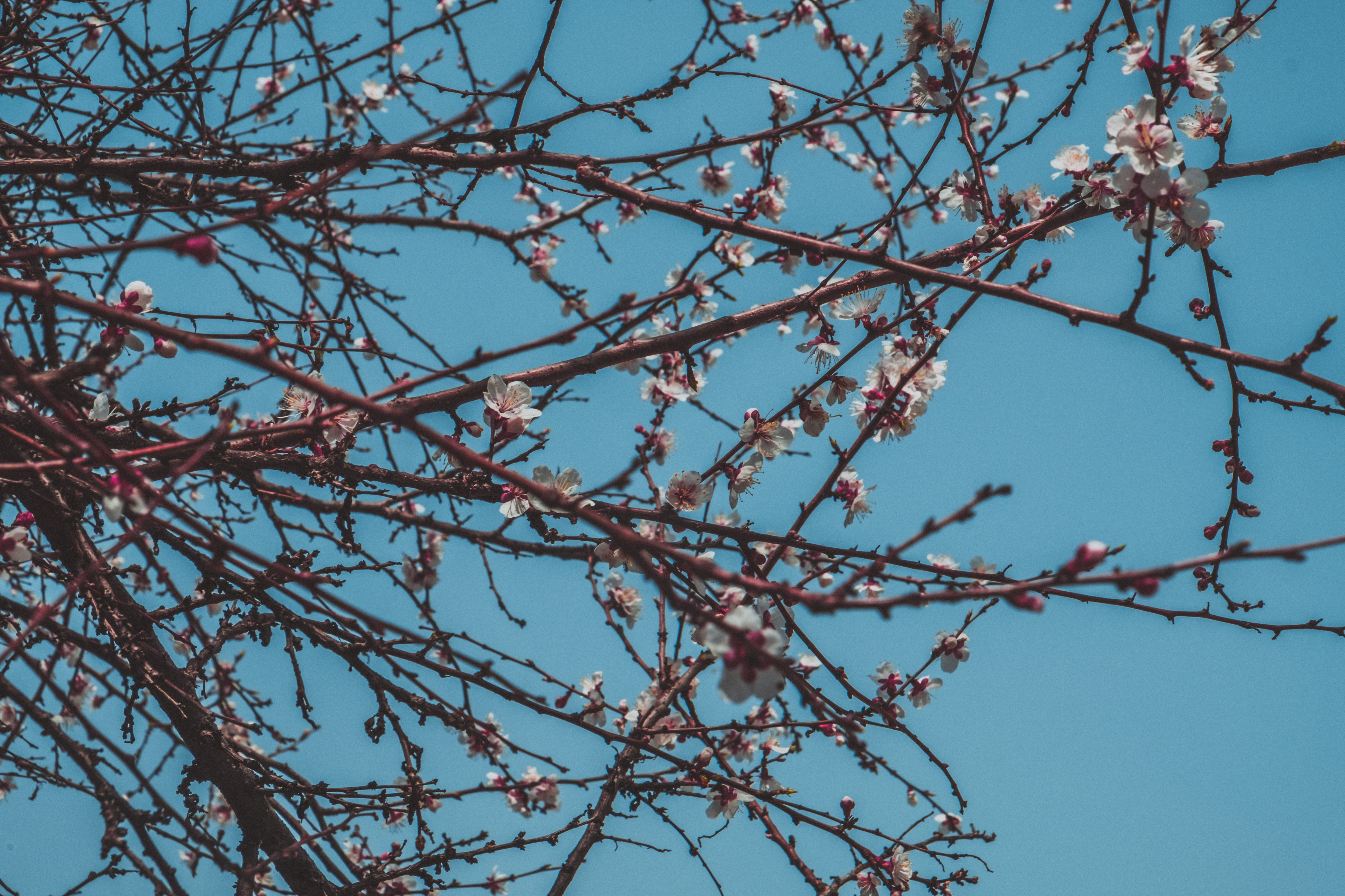 clear sky, tree, blossom, branch, cherry blossom, growth, almond, bare tree, sky, trees, summer, van gogh, no people, almond blossom, flowers, flower, pink color, HD Wallpaper