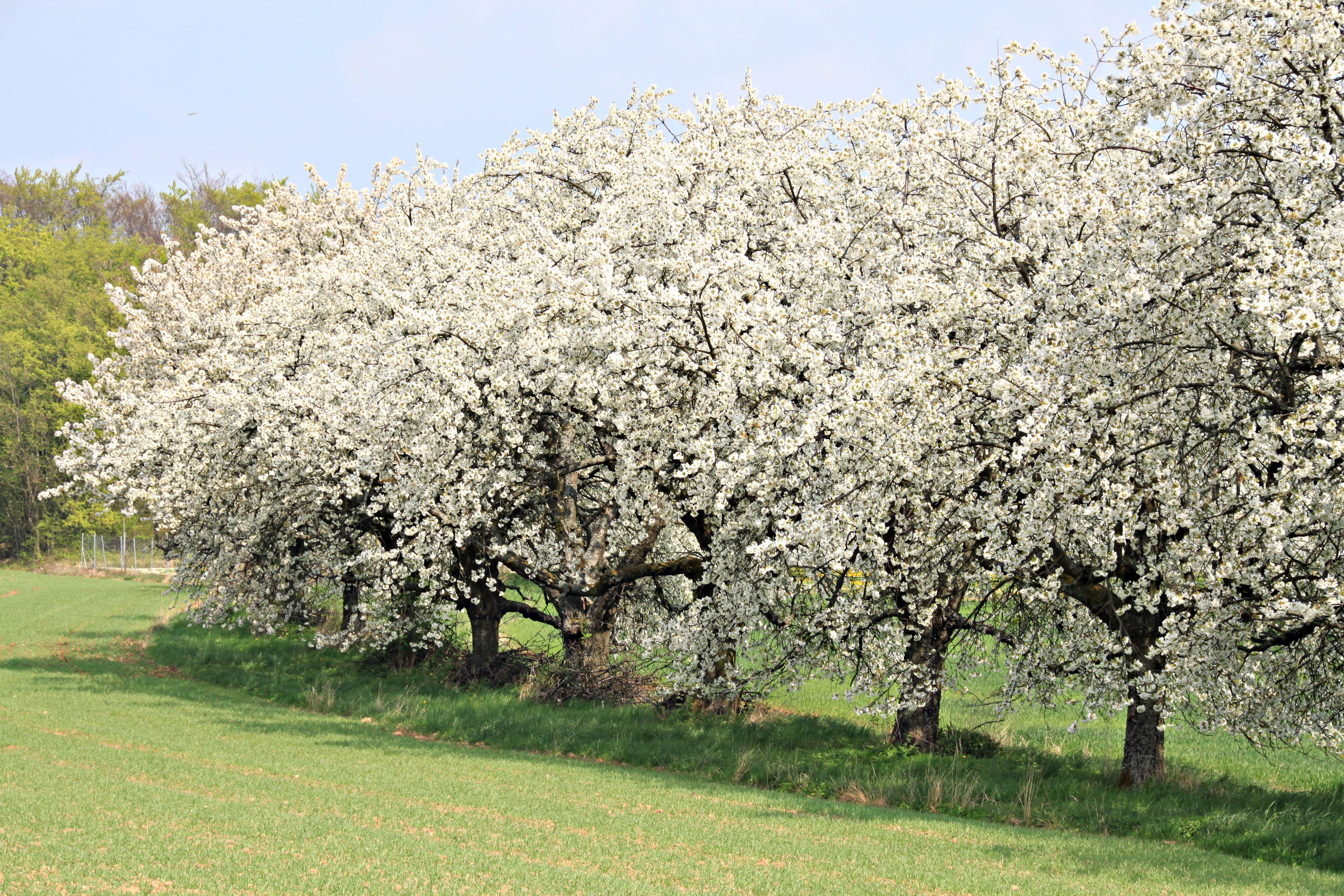 land, almond tree, orchard, tranquility, beauty in nature, cherry wood, freshness, franconian switzerland, grass, flowering plant, fruit tree, no people, HD Wallpaper