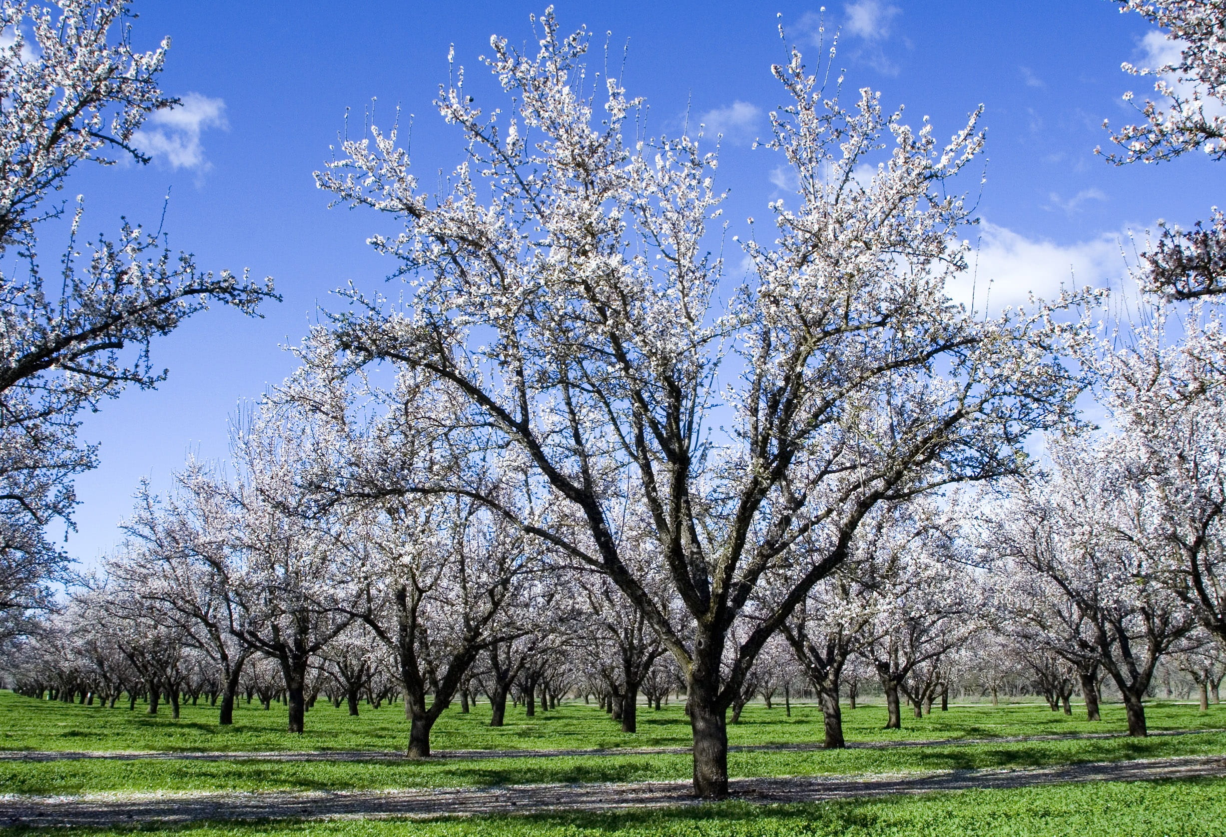 tranquil scene, springtime, spring, field, day, flowering plant, beauty in nature, agriculture, sky, treelined, Flower, sunlight, growth, plant, Almond Tree, HD Wallpaper