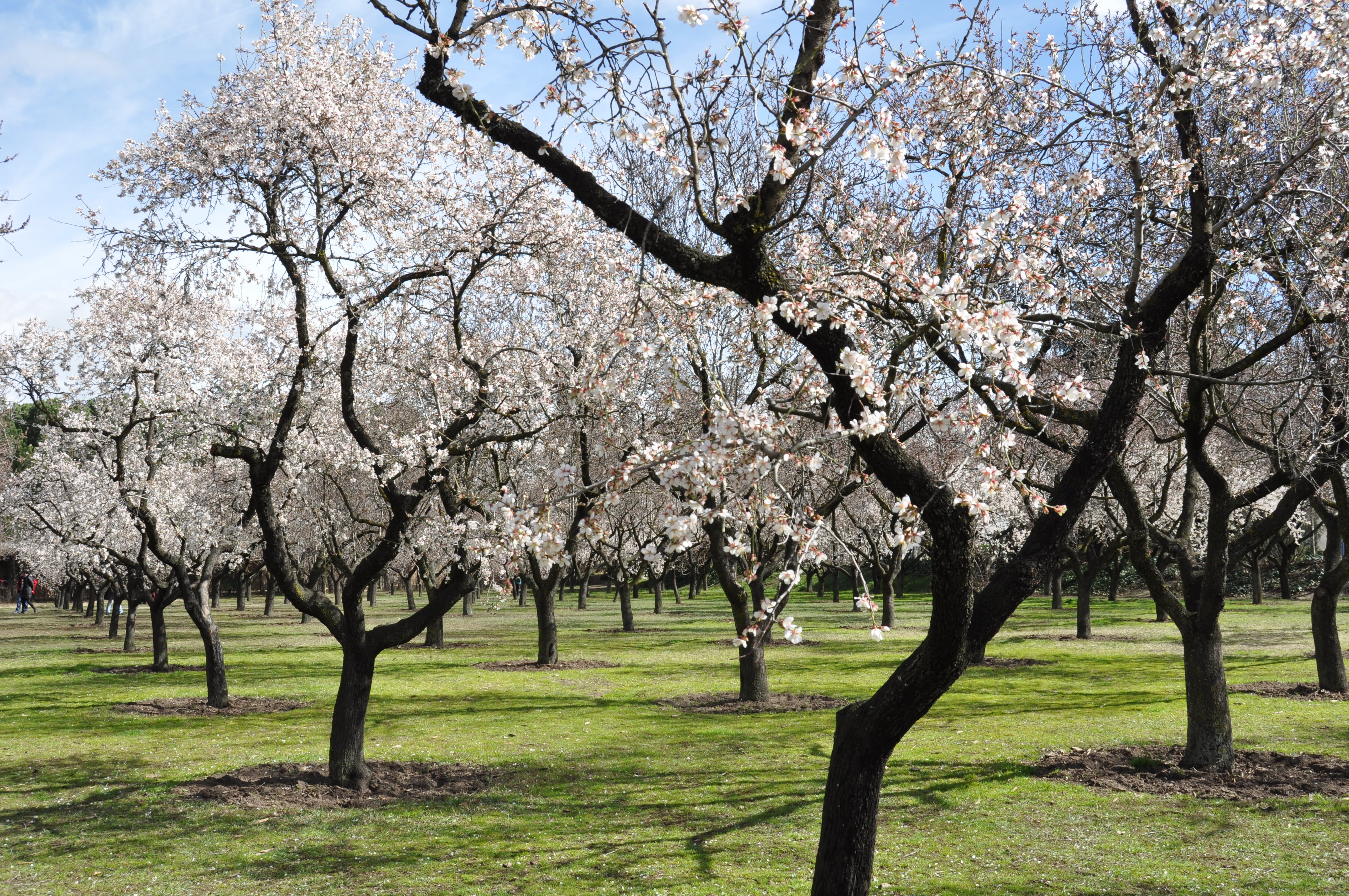 trees, daytime, beauty in nature, cherry blossom, white, tree, beauty, fragility, blossom, almond flower, grass, flowering, orchard, sky, no people, almond trees, HD Wallpaper