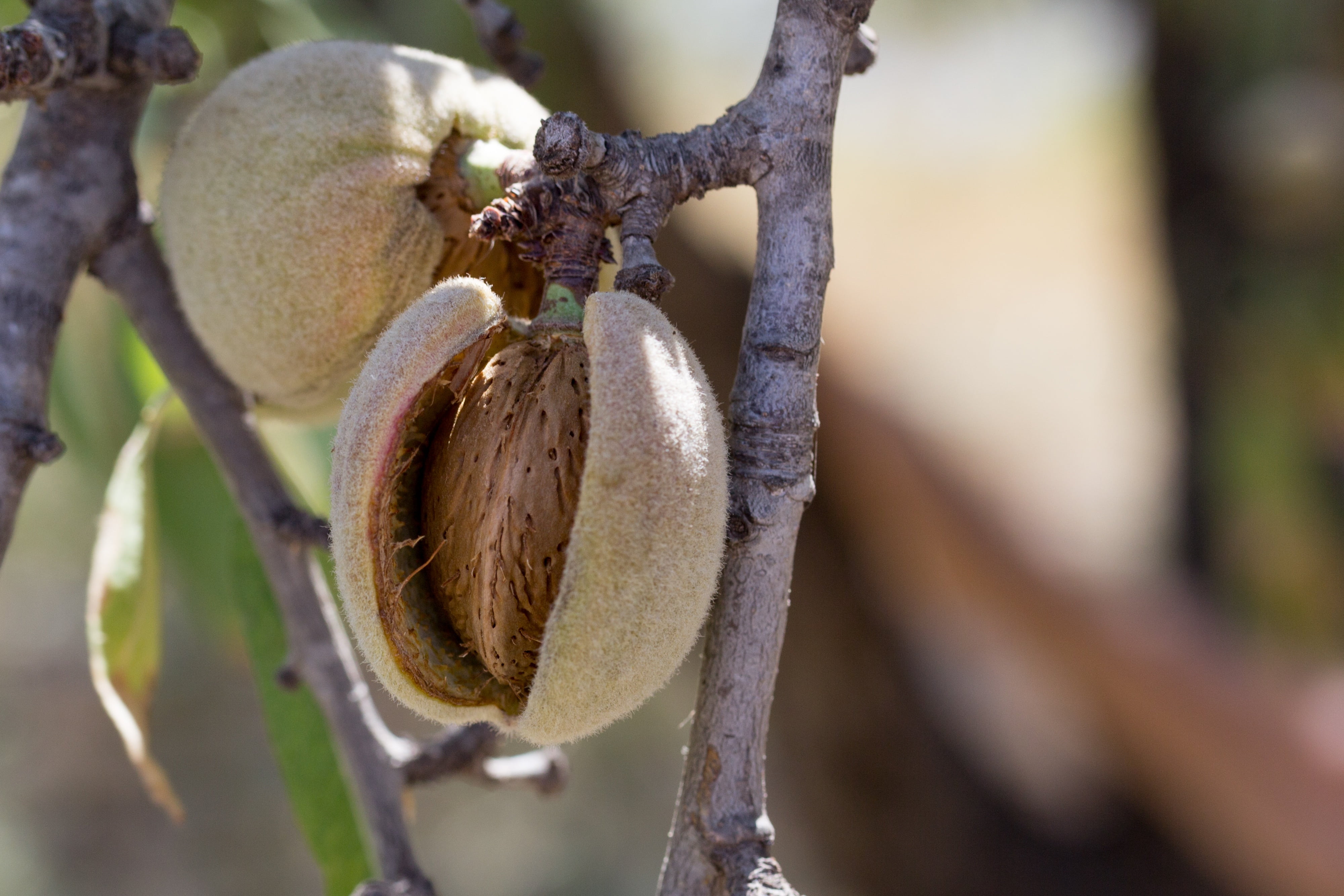 day, outdoors, plant, focus on foreground, organic, nature, leaf, fruit, cultivation, brown, almond, beige, healthy eating, animals in the wild, tree, almond tree, HD Wallpaper