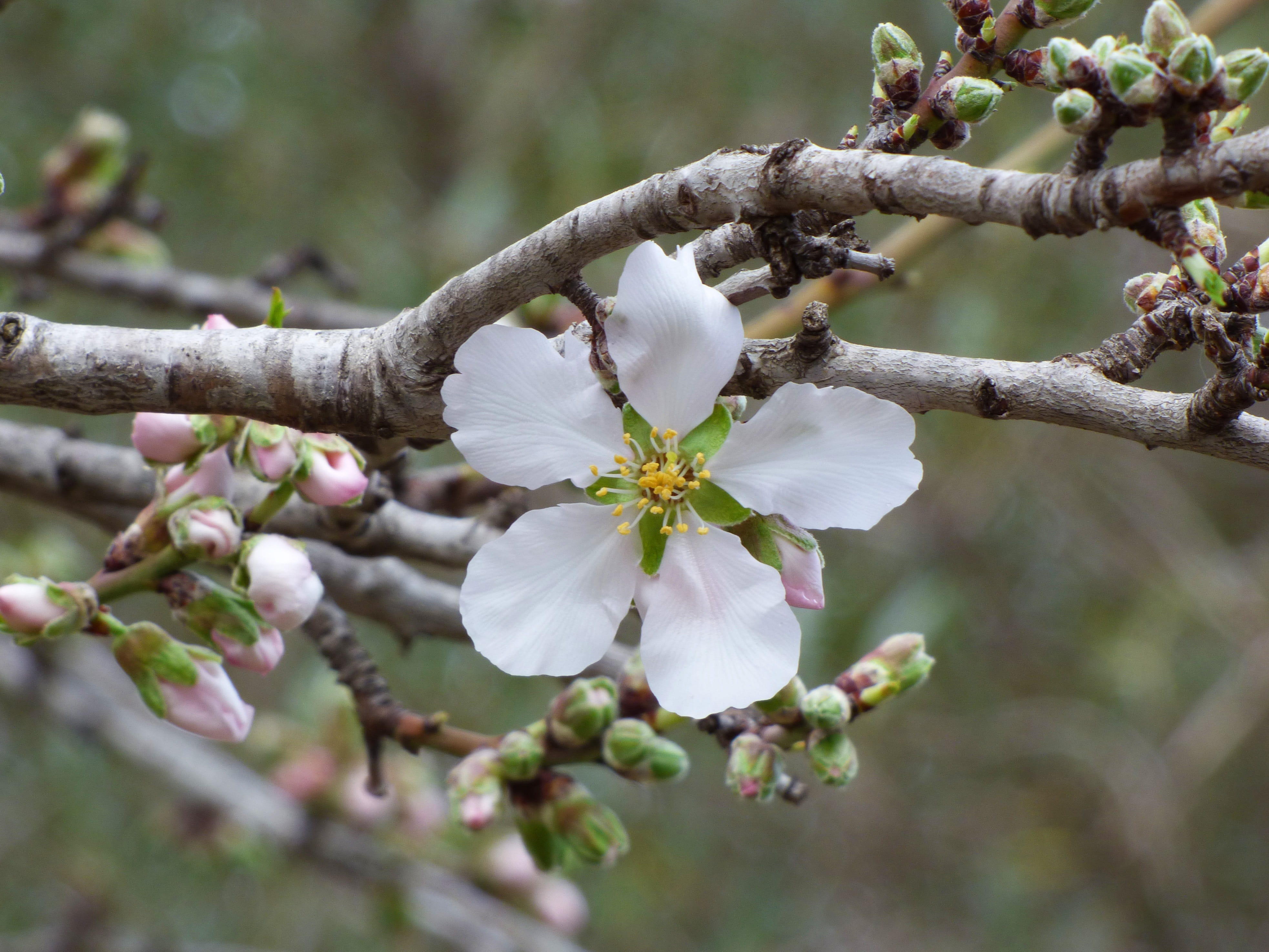 outdoors, vulnerability, flowering, springtime, pollen, twig, selective focus, cherry blossom, day, close-up, spring, nature, flower head, branch, Outbreak, HD Wallpaper