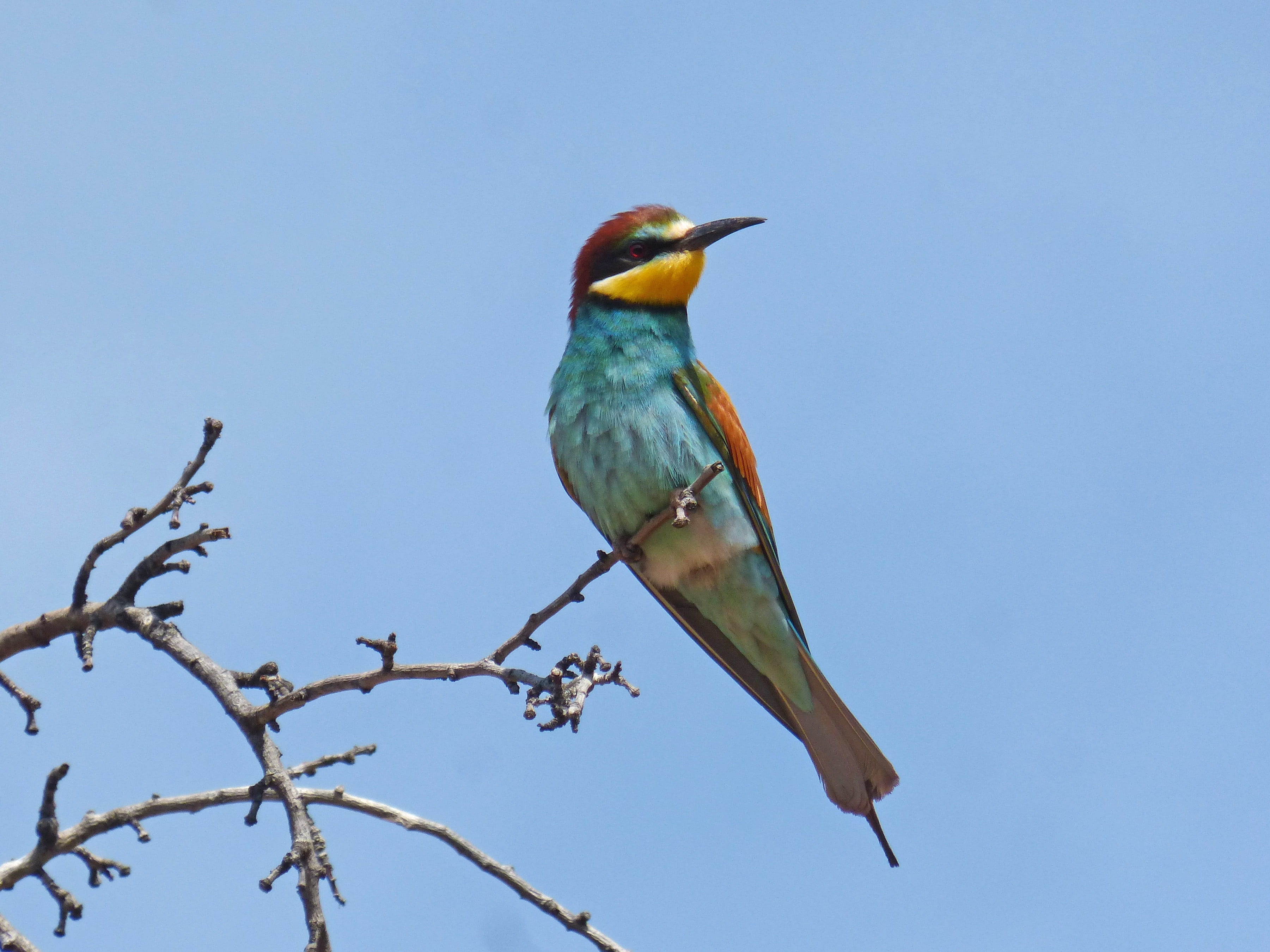 nature, plant, almond tree, animal wildlife, outdoors, animals in the wild, perching, 2K, branch, sky, abellerol, bird, merops apiaster, no people, animal, HD Wallpaper