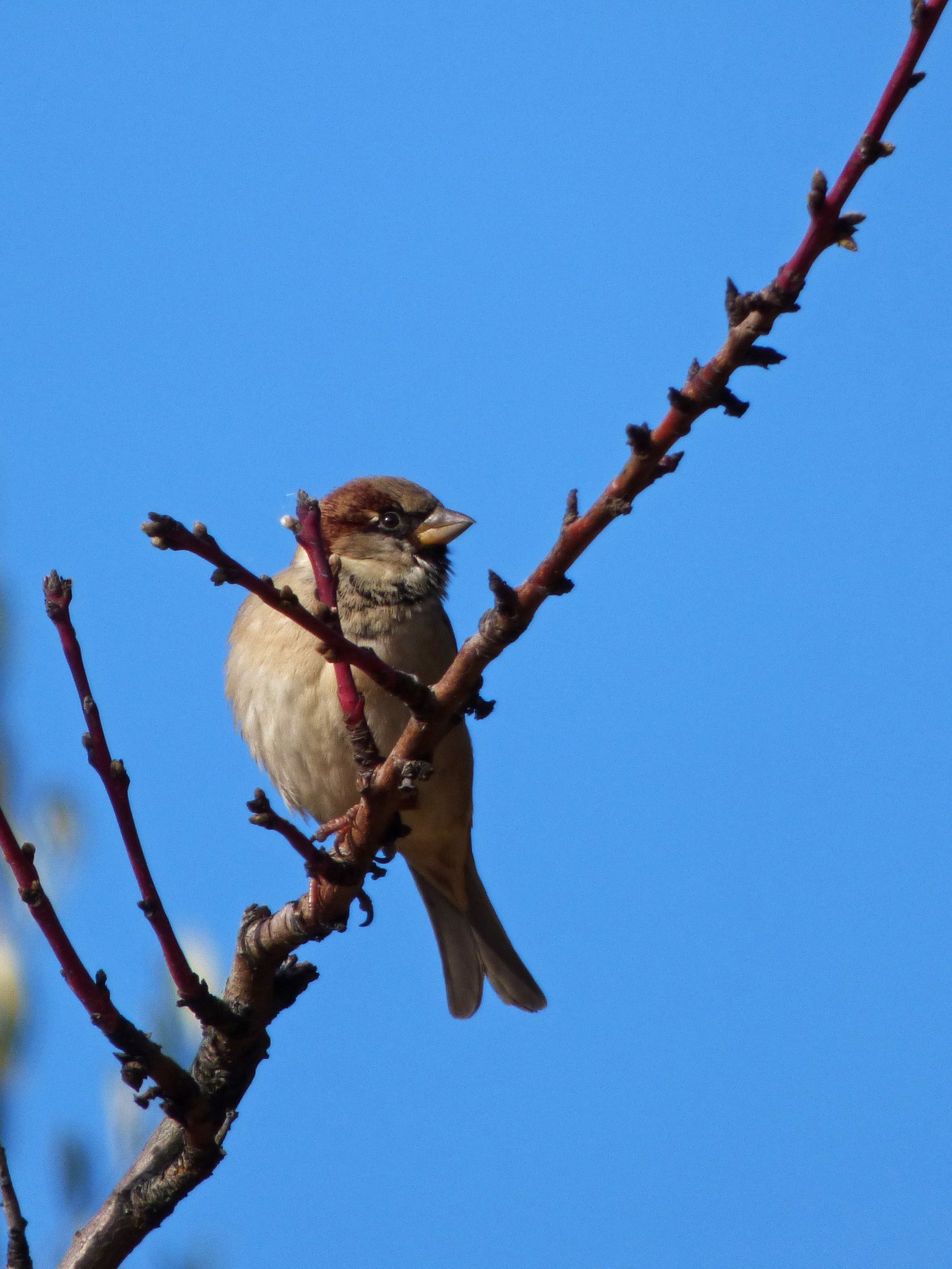 bird, no people, sparrow, animal wildlife, outdoors, plant, branch, animals in the wild, copy space, winter, tree, day, sky, perching, nature, clear sky, Phone HD Wallpaper