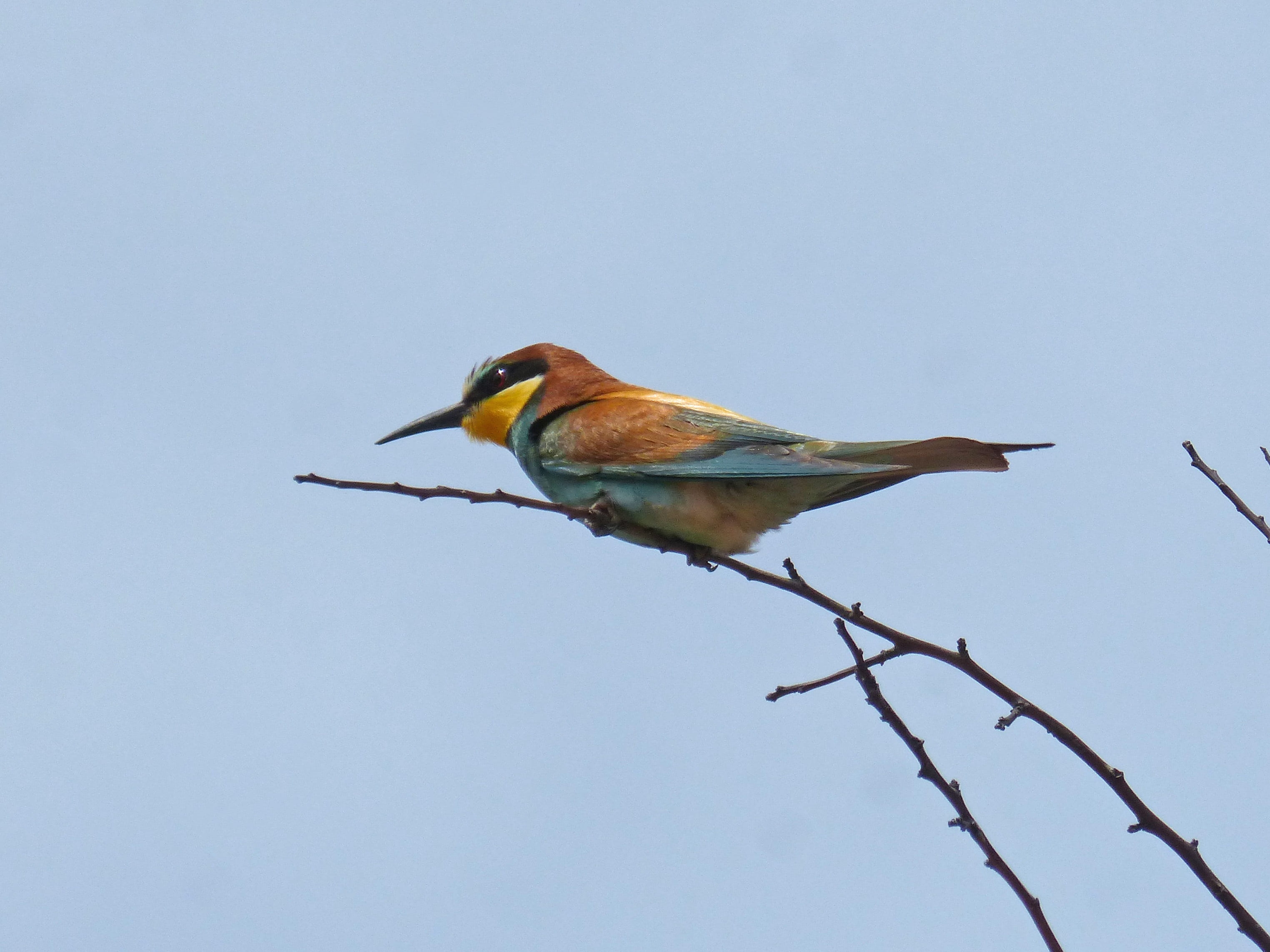 abellerol, animal wildlife, outdoors, animal, side view, clear sky, almond tree, bee-eater, blue, day, 2K, vertebrate, copy space, no people, beak, merops apiaster, HD Wallpaper