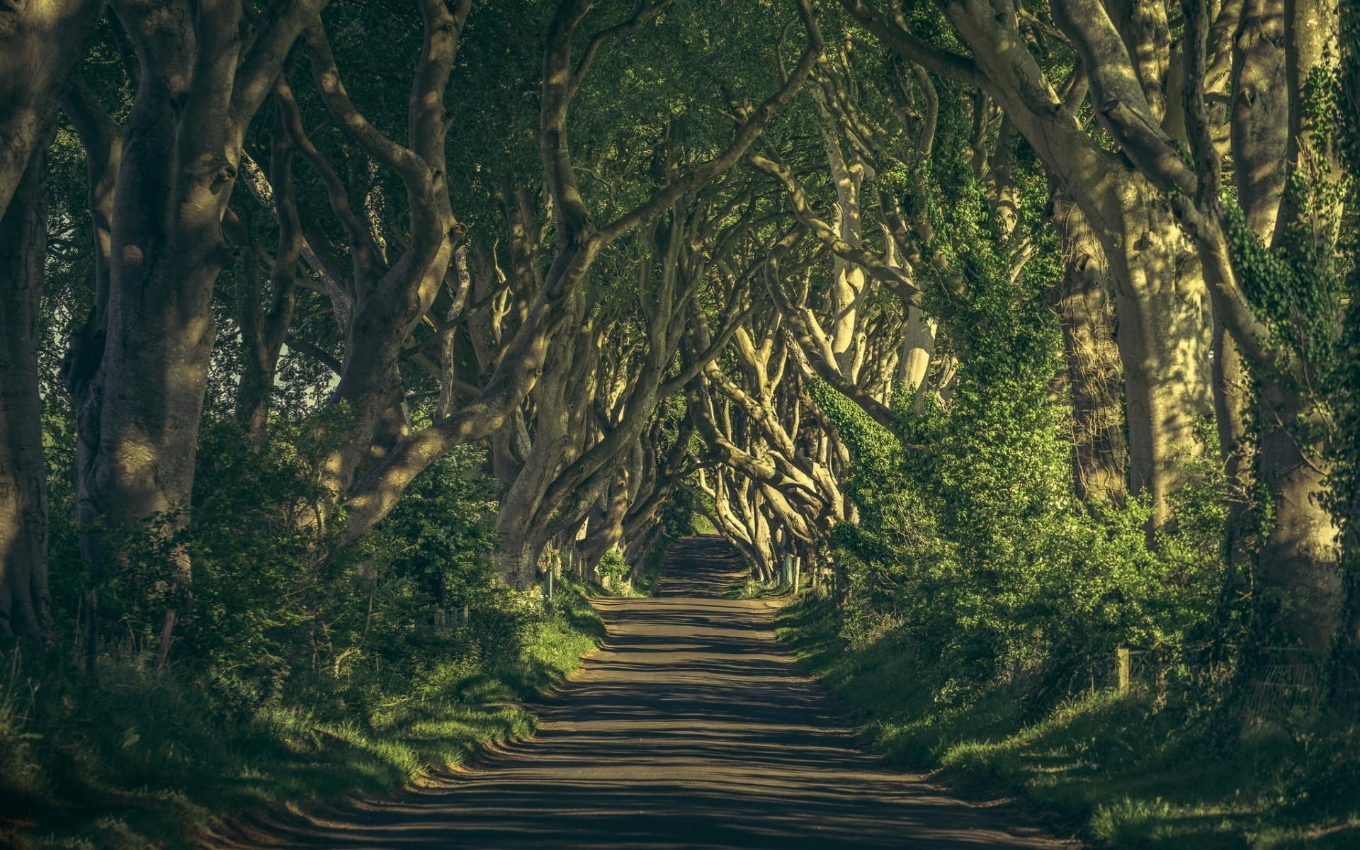 scenics - nature, beauty in nature, tranquil scene, tree trunk, nature, woodland, growth, sunlight, day, forest, footpath, path, dirt, land, outdoors, tree canopy, HD Wallpaper