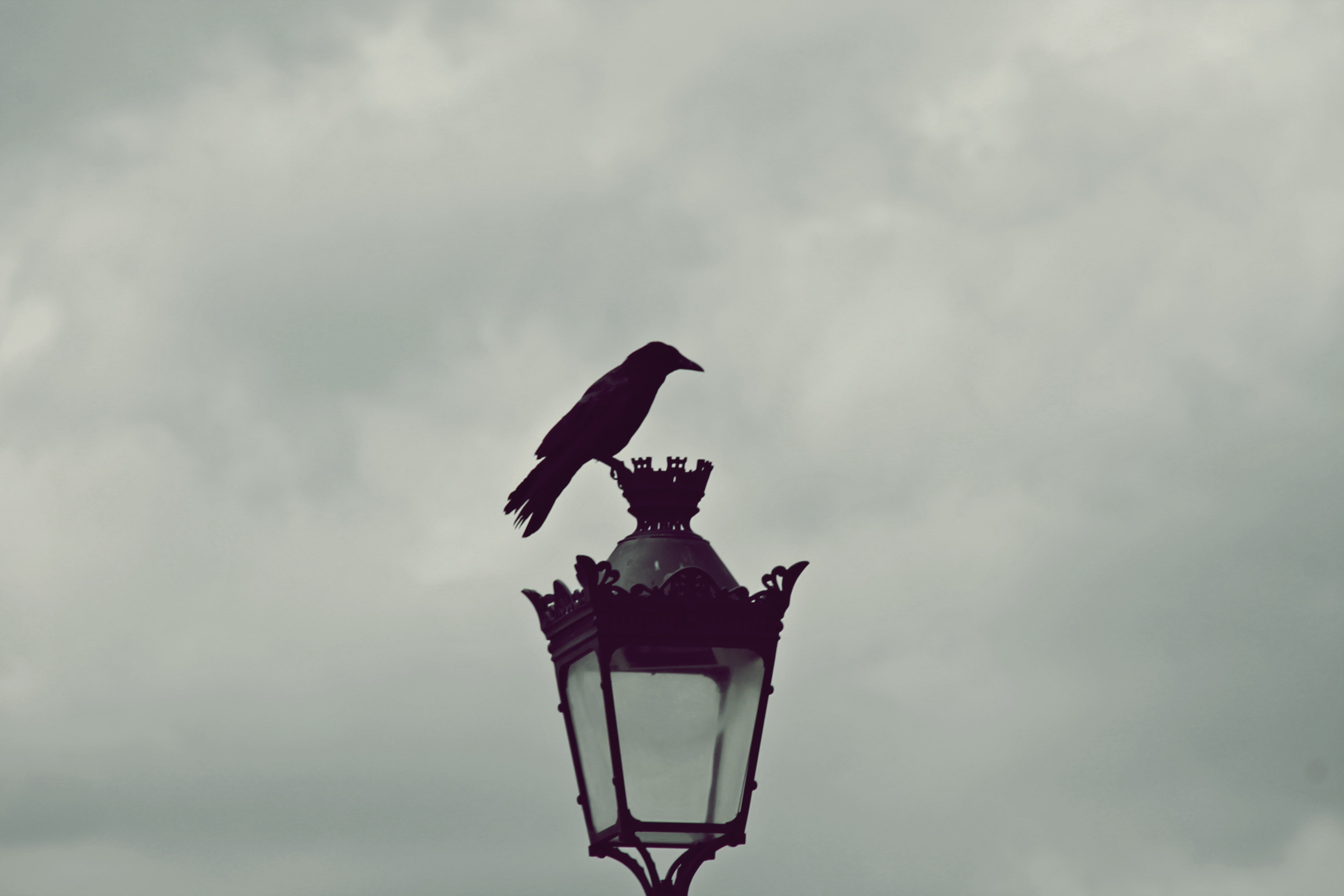 street light, horizon, 4K, Paris, gray, raven, HD Wallpaper