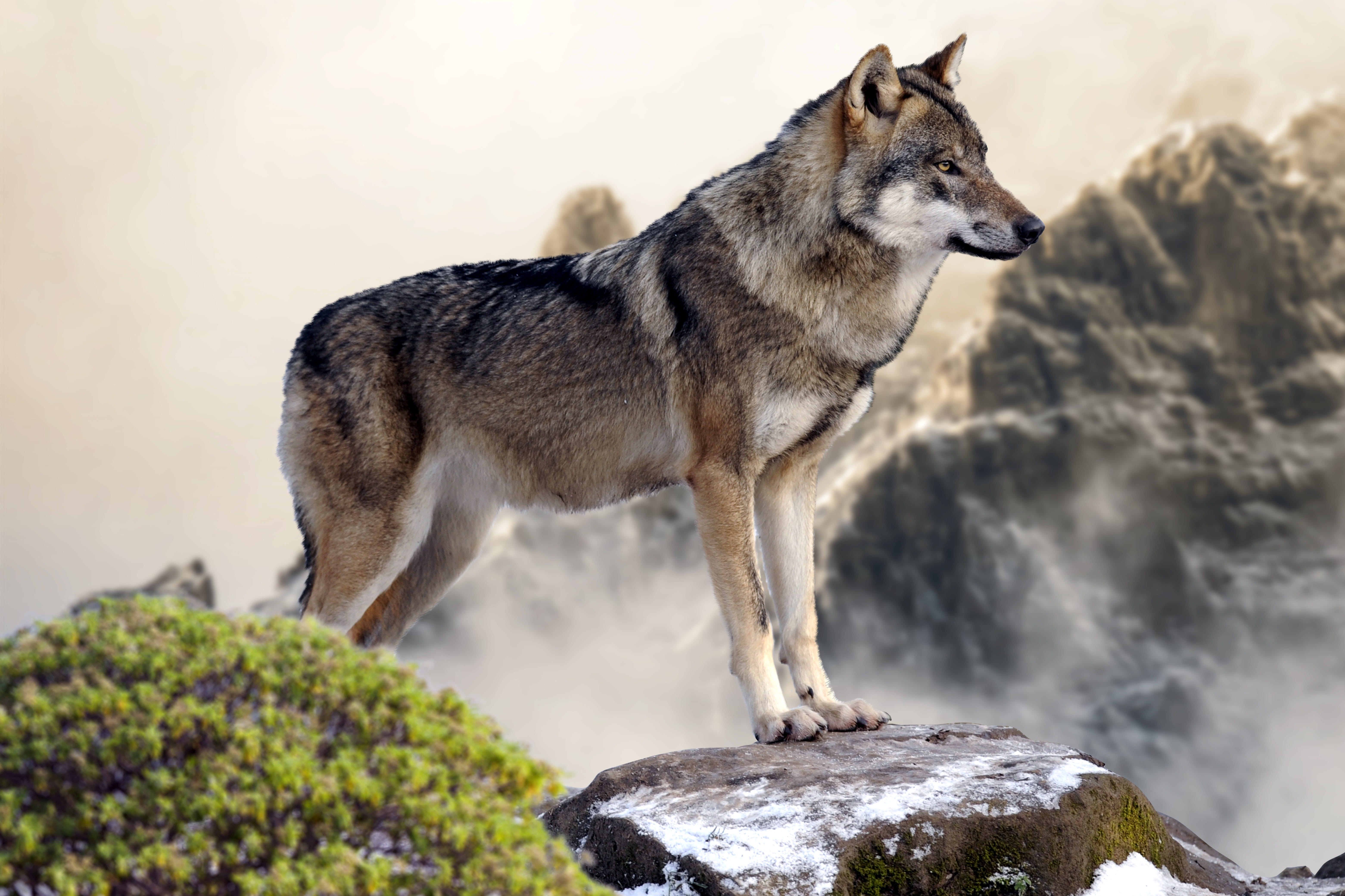 grey, pets, no people, white, rock - object, wild, solid, white wolf, dog, animal themes, domestic, canine, mammal, day, nature, mountain, 5K, standing, HD Wallpaper