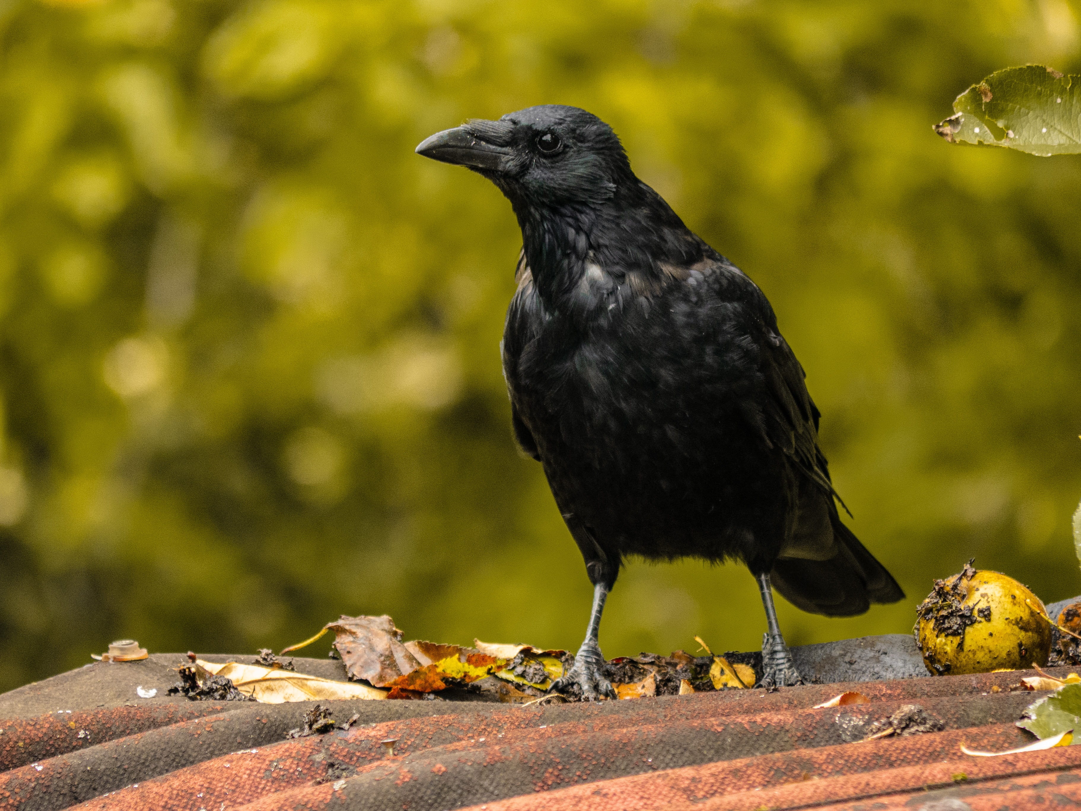feather, animals in the wild, blackbird, black, beak, crow, 2K, nature, animal, no people, animal wildlife, plant, day, animal themes, looking away, close-up, HD Wallpaper