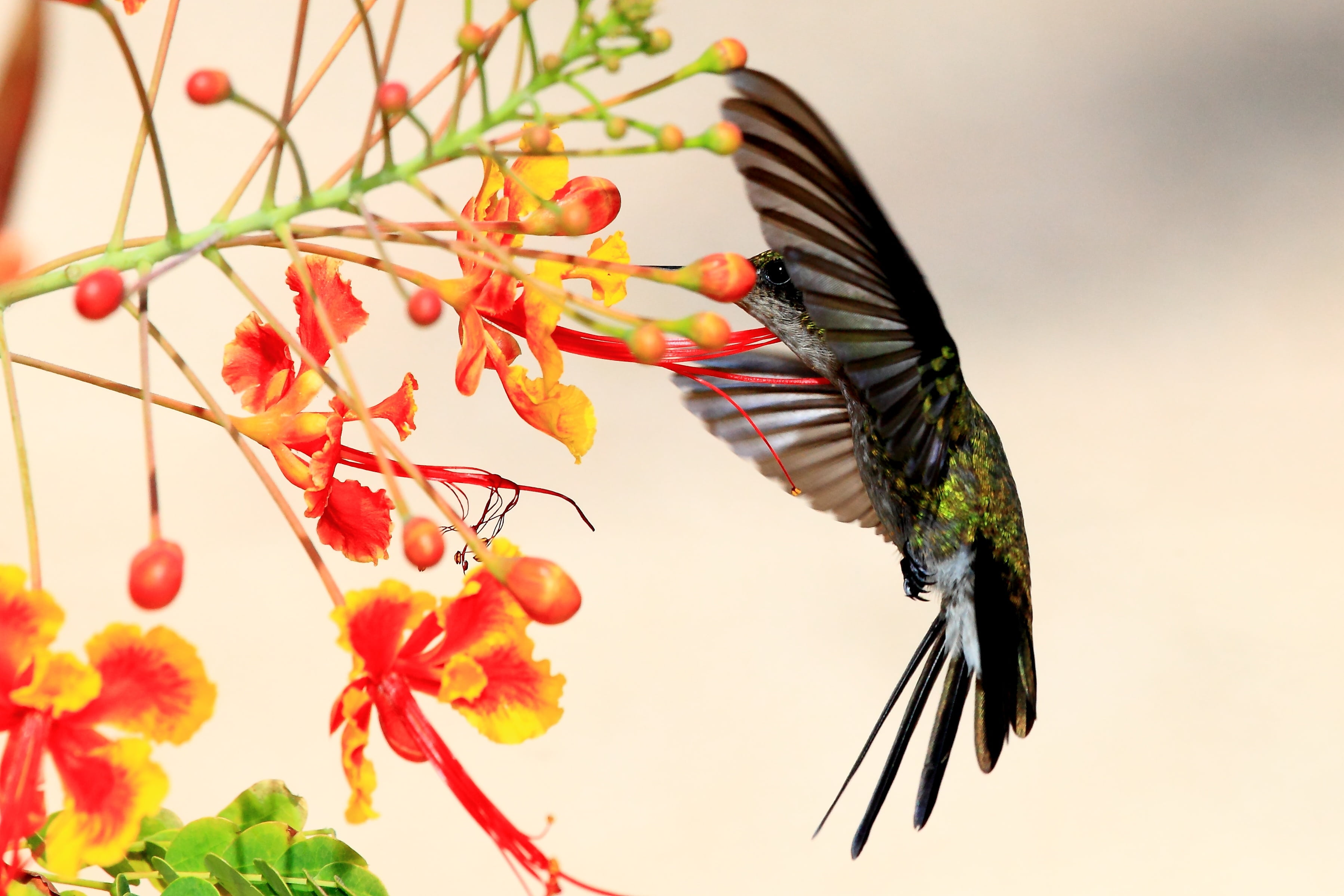 animal themes, plant, flower, motion, focus on foreground, food, plant part, flying, bird, beside, red, no people, pollination, close-up, animal wildlife, HD Wallpaper