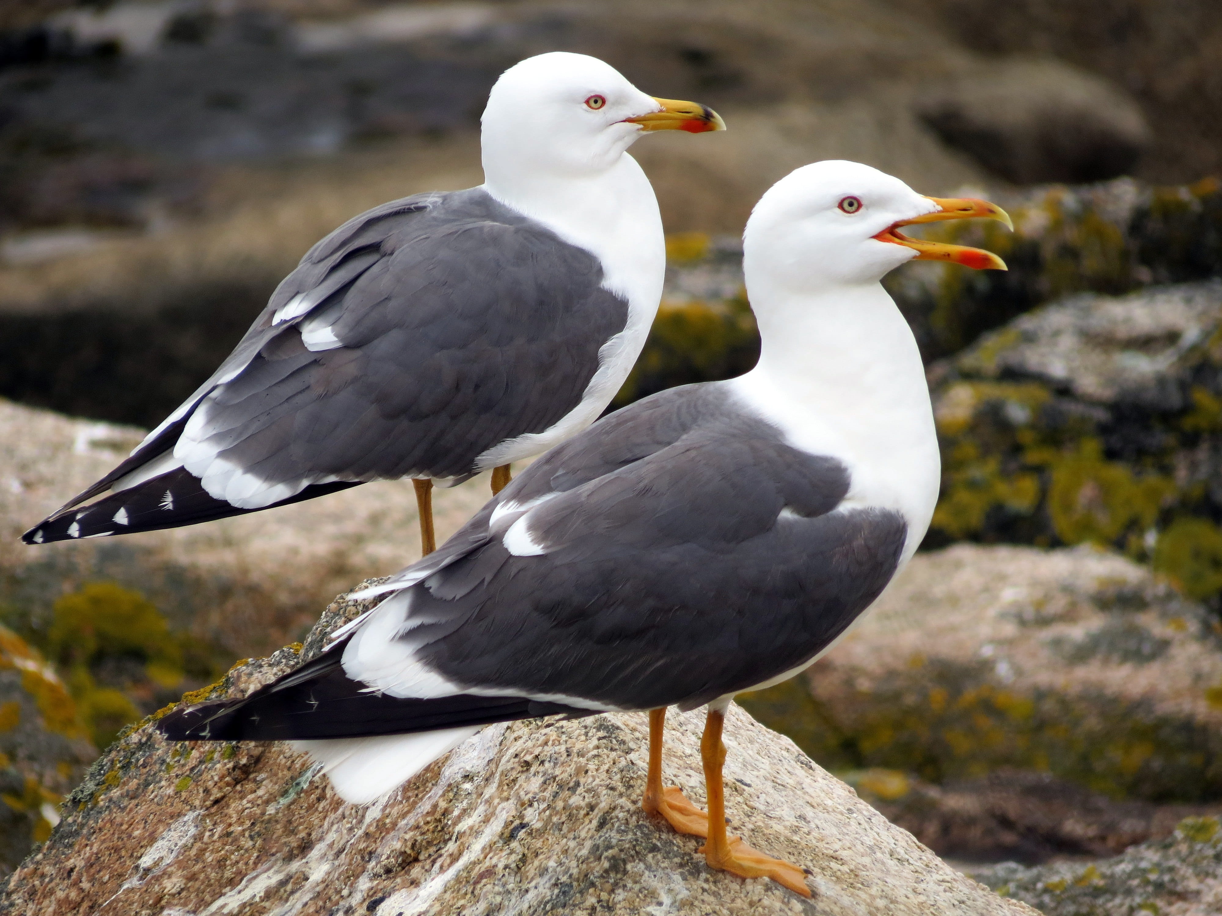 Nature, grey, two animals, seagull, focus on foreground, animal wildlife, outdoors, sea bird, close-up, Wildlife, rock, british, Feathers, perching, beak, HD Wallpaper