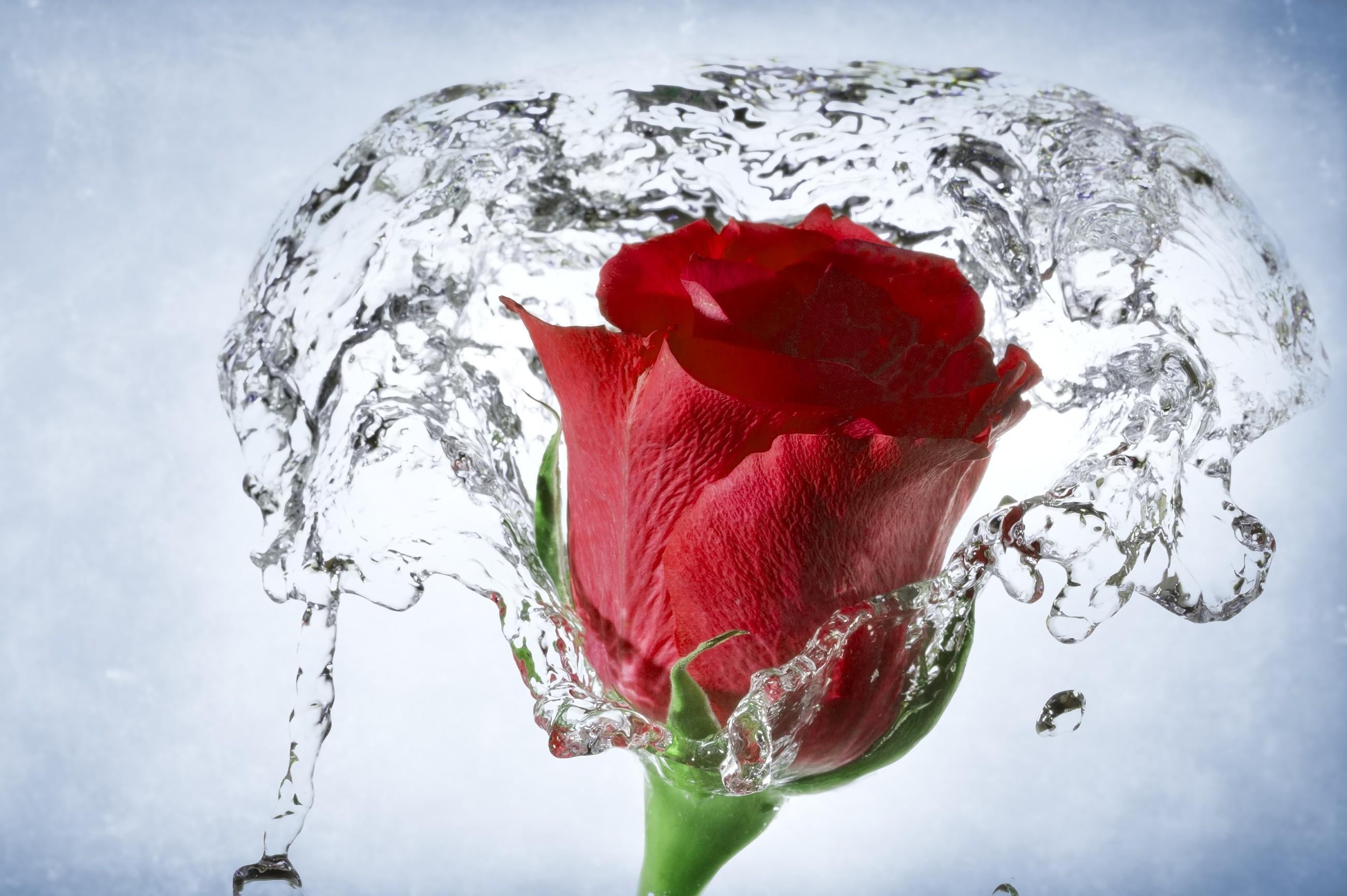 rose, inflorescence, 2K, colors, flowering plant, spatter, plant, drop, studio shot, flower head, close-up, digital composite, nature, vulnerability, flower, HD Wallpaper