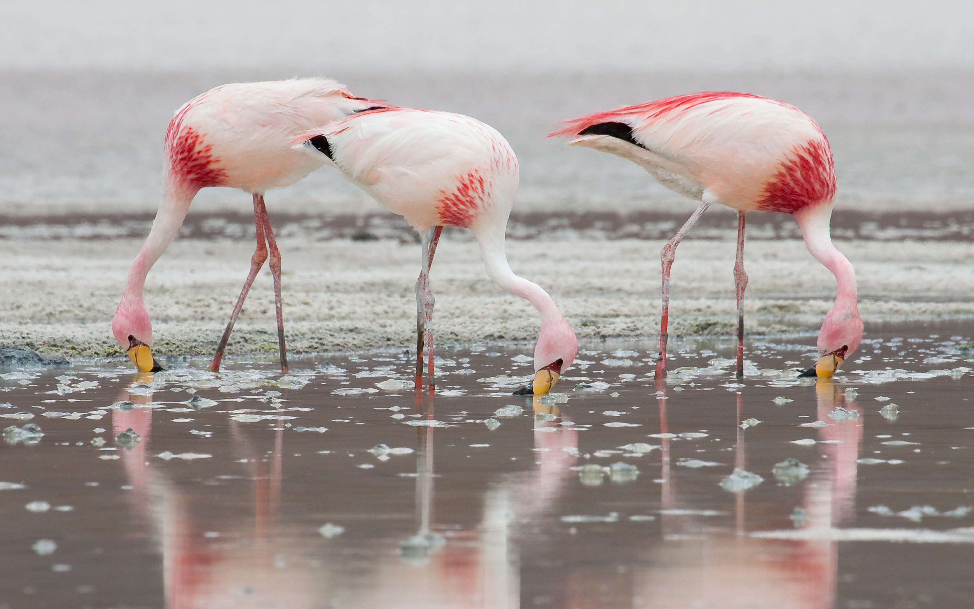 legs, nature, animals in the wild, red, face, including, carotenoid, day, drinking, leg, focus on foreground, wading, pink color, freshwater bird, animal, HD Wallpaper