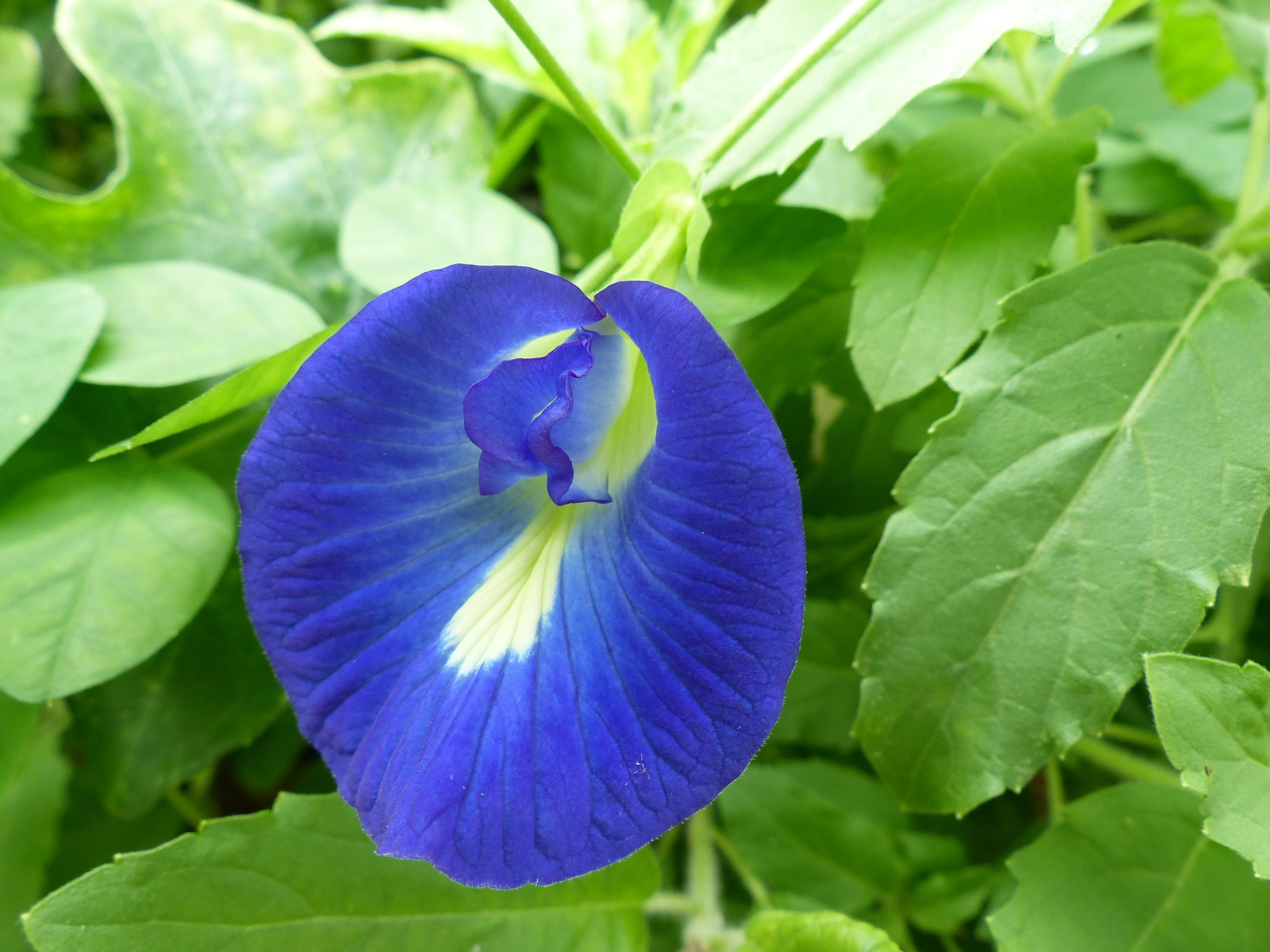 freshness, macro, bloom, dye, flowering plant, green color, leaf, clitoria, pigeonwings, plant, herb, 2K, climber, ivy, asia, agriculture, butterfly pea, HD Wallpaper