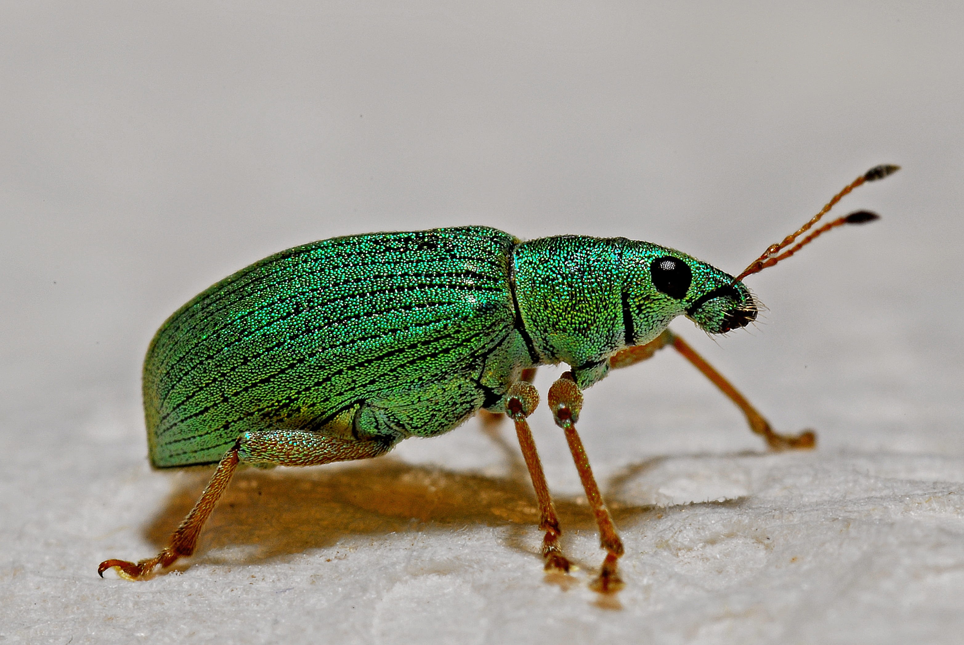 animal themes, side view, bug, nature, green, one animal, invertebrate, vertebrate, animal wildlife, day, colour, animal body part, eye, beetle, full length, HD Wallpaper