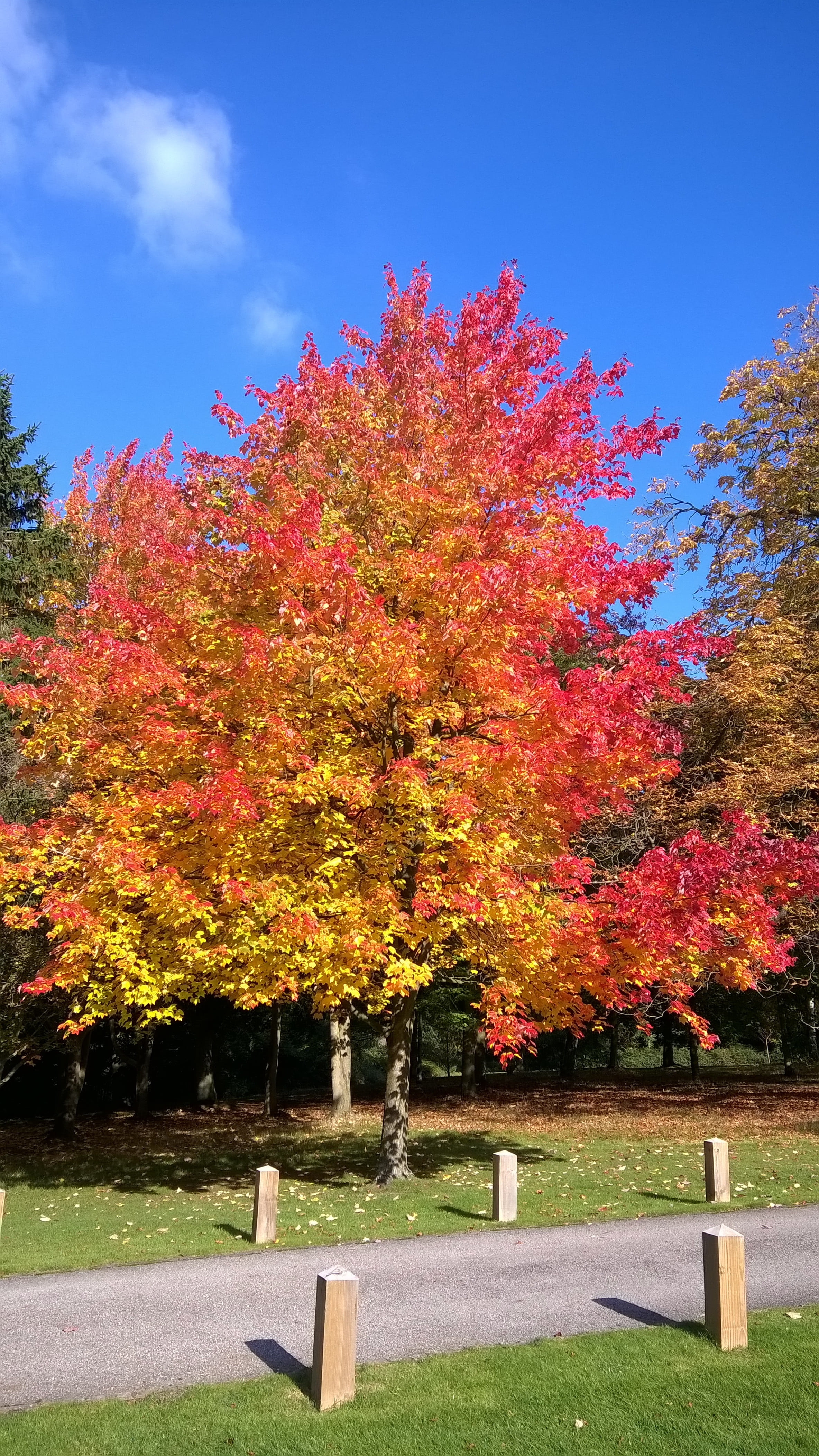 no people, plant, yellow, wood, pigment, sky, tree, fall, orange color, maple leaf, park, 4K, photosynthesis, blue, sunlight, beauty in nature, change, Phone HD Wallpaper