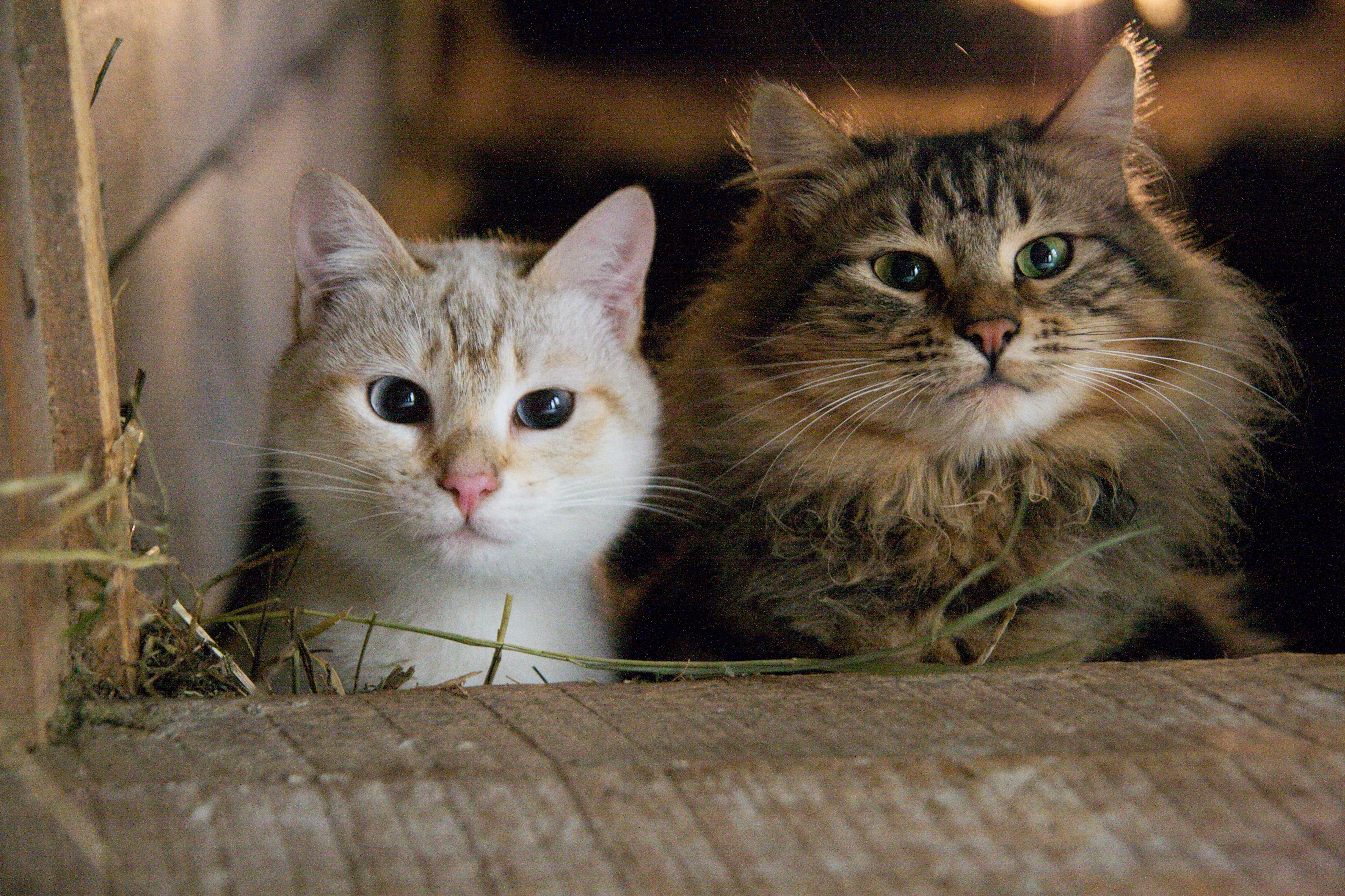 domestic Cat, Cats, domestic Animals, young Animal, pets, 4K, surface, barn, beside, looking, white, kitten, two, chat, cute, animal, small, les farges, HD Wallpaper