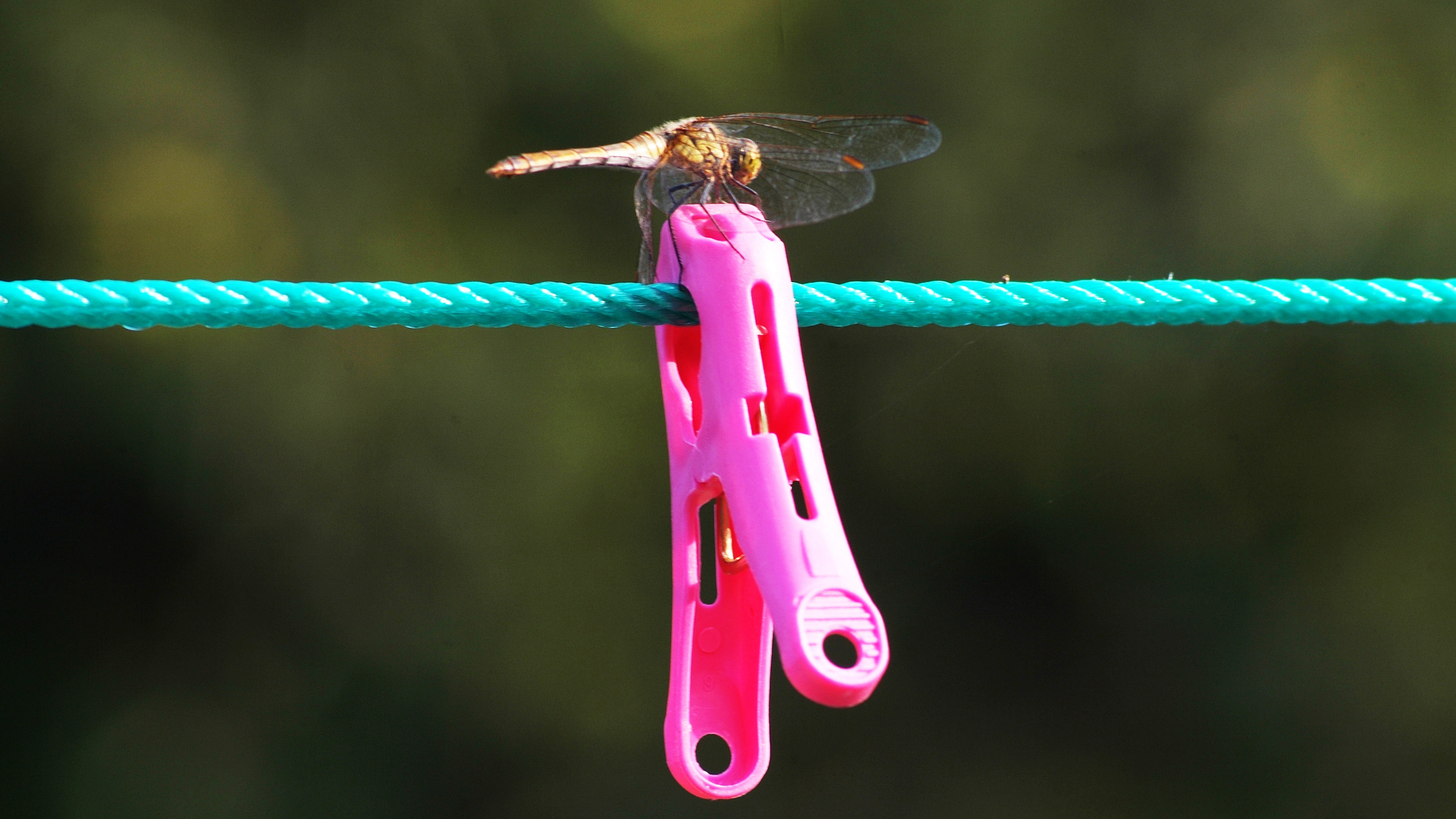 animal wildlife, red dragonfly, this type, animal themes, gangneung, outdoors, 5K, tied up, insect, the behind, rope, home introduction, one animal, pink color, HD Wallpaper