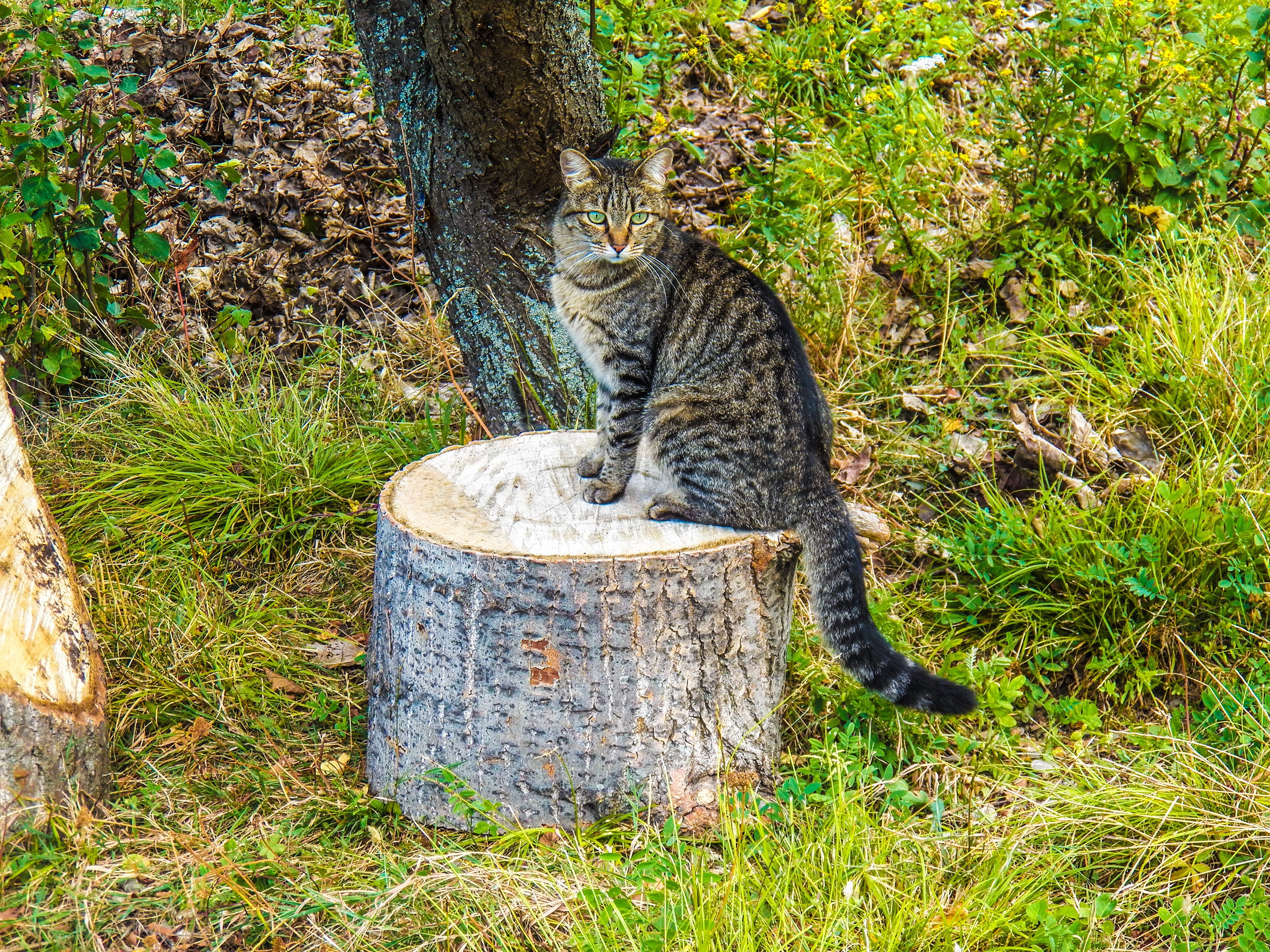 no people, grass, Kitty, feline, day, tree, animal themes, striped, Outdoor, introduction, domestic, seating, domestic animals, 4K, mammal, Animals, nature, HD Wallpaper