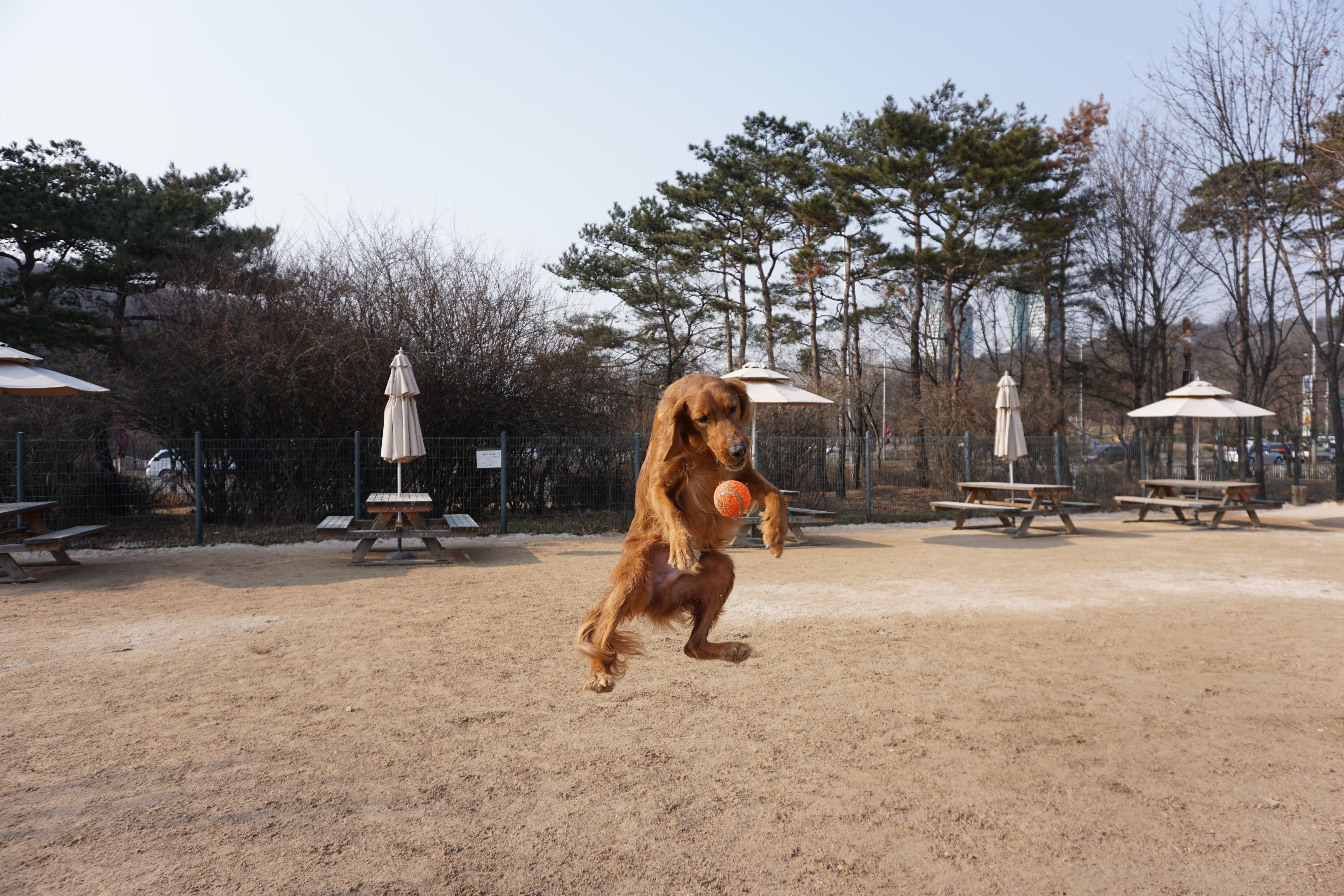 jump to introduction, adults only, vertebrate, sand, building exterior, pets, one animal, architecture, plant, nature, animal, sky, outdoors, day, domestic animals, HD Wallpaper
