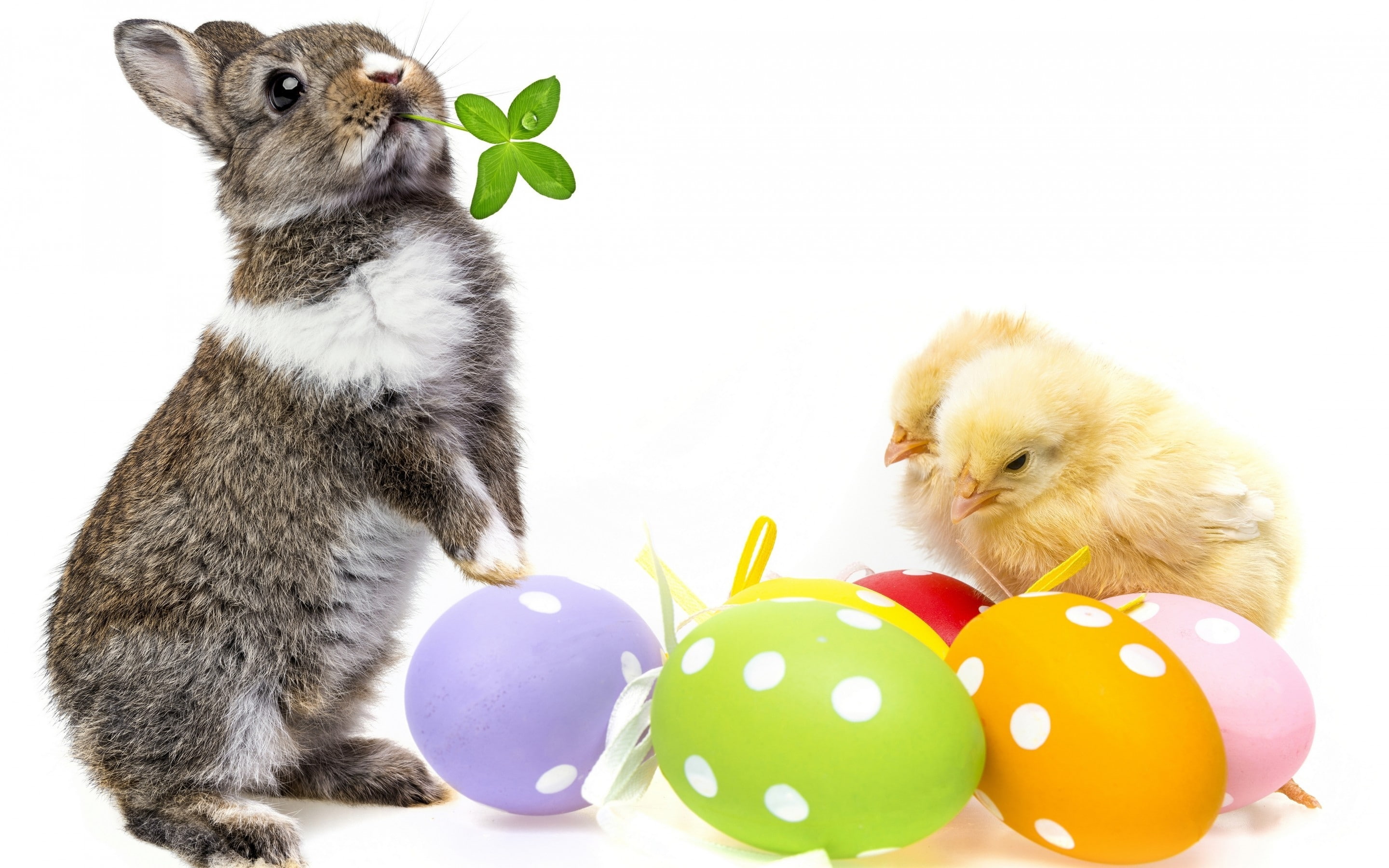 2K, bunny, cute, easter eggs, easter 2014, easter bunny, 2014 easter, easter, HD Wallpaper