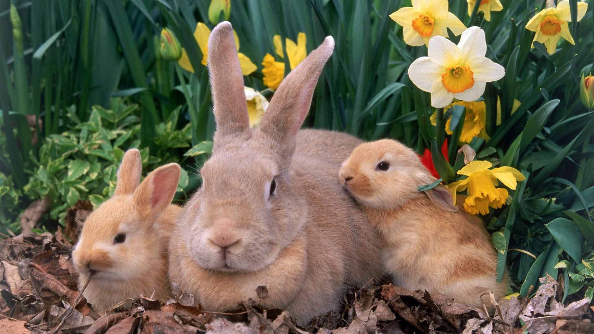 animals, babies, bunny, family, ears, rabbits, 1080P, HD Wallpaper