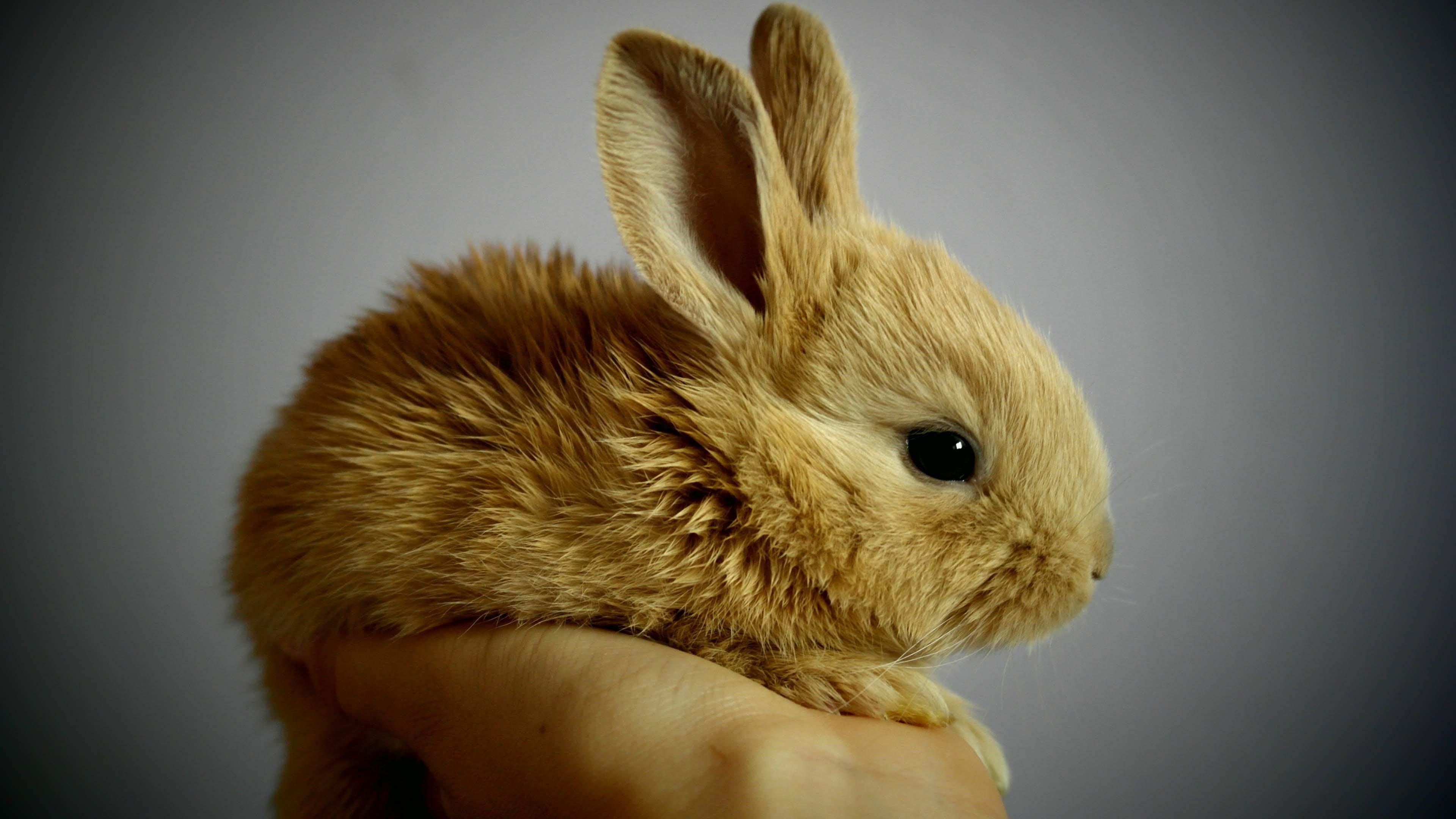 bunny, cute, leveret, 4K, rabbit, HD Wallpaper