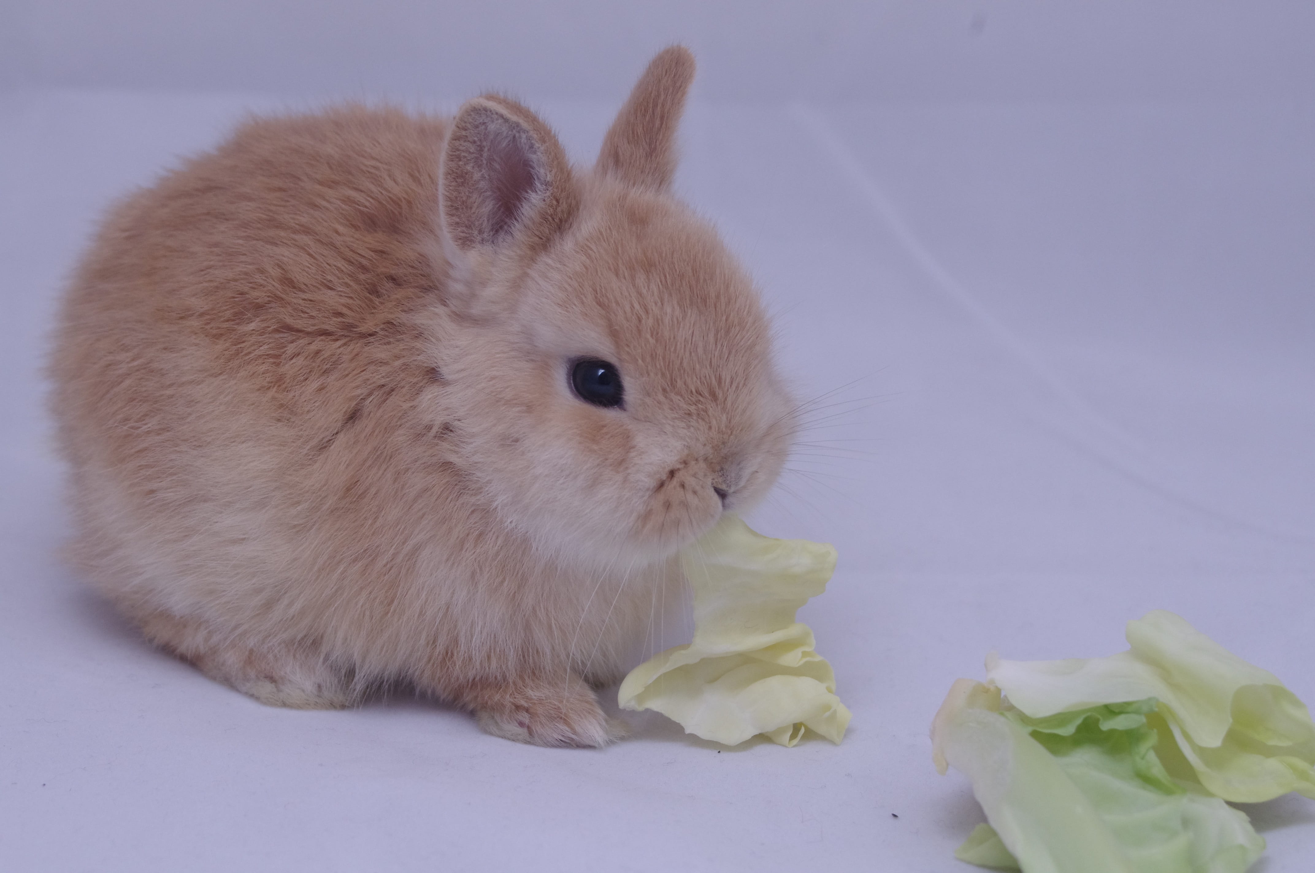 child rabbit, focus on foreground, bunny, indoors, rabbit, flower, mammal, animal themes, rodent, pets, domestic, vertebrate, flowering plant, 4K, studio shot, HD Wallpaper