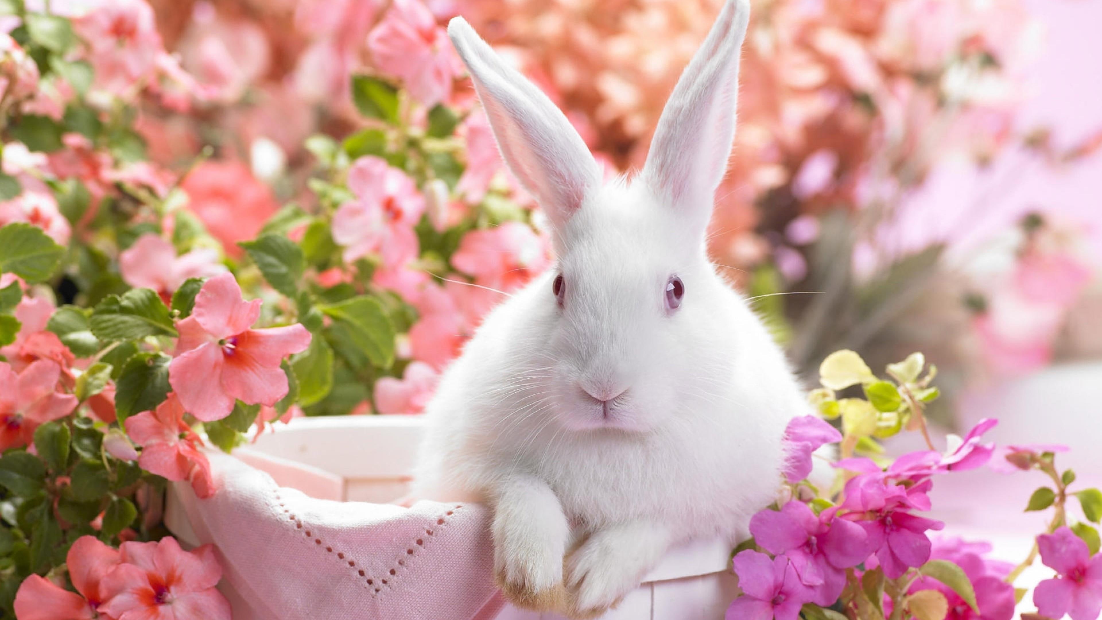 rabbit, bunny, flowers, easter, spring, 4K, white rabbit, HD Wallpaper