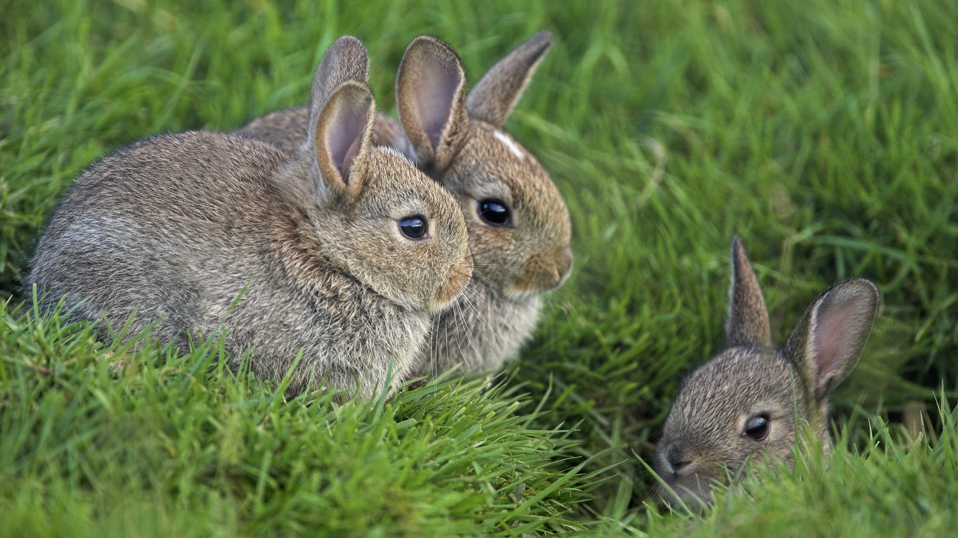 nature, 1080P, animals, rabbits, HD Wallpaper