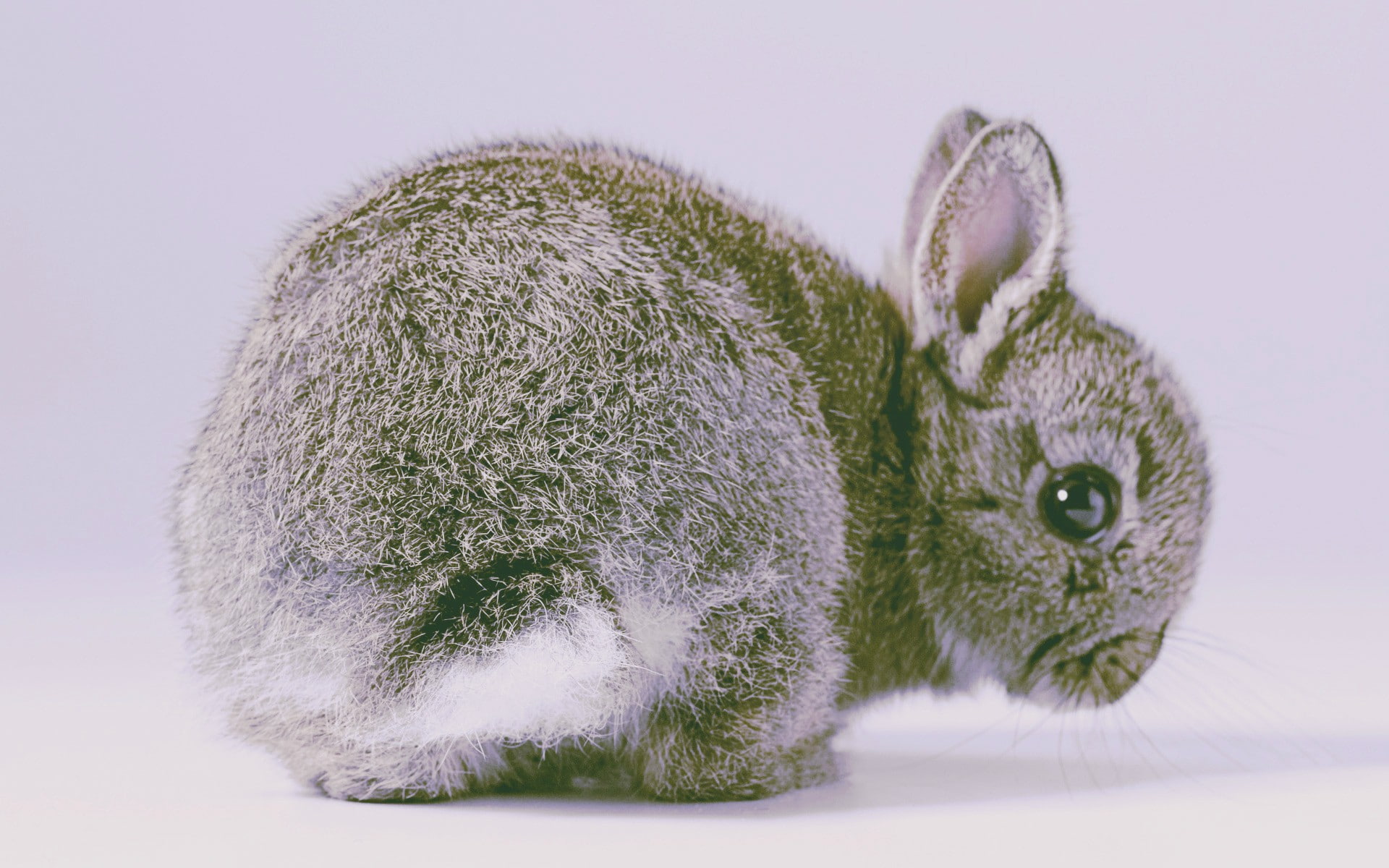 rabbits, 1080P, nature, animals, HD Wallpaper