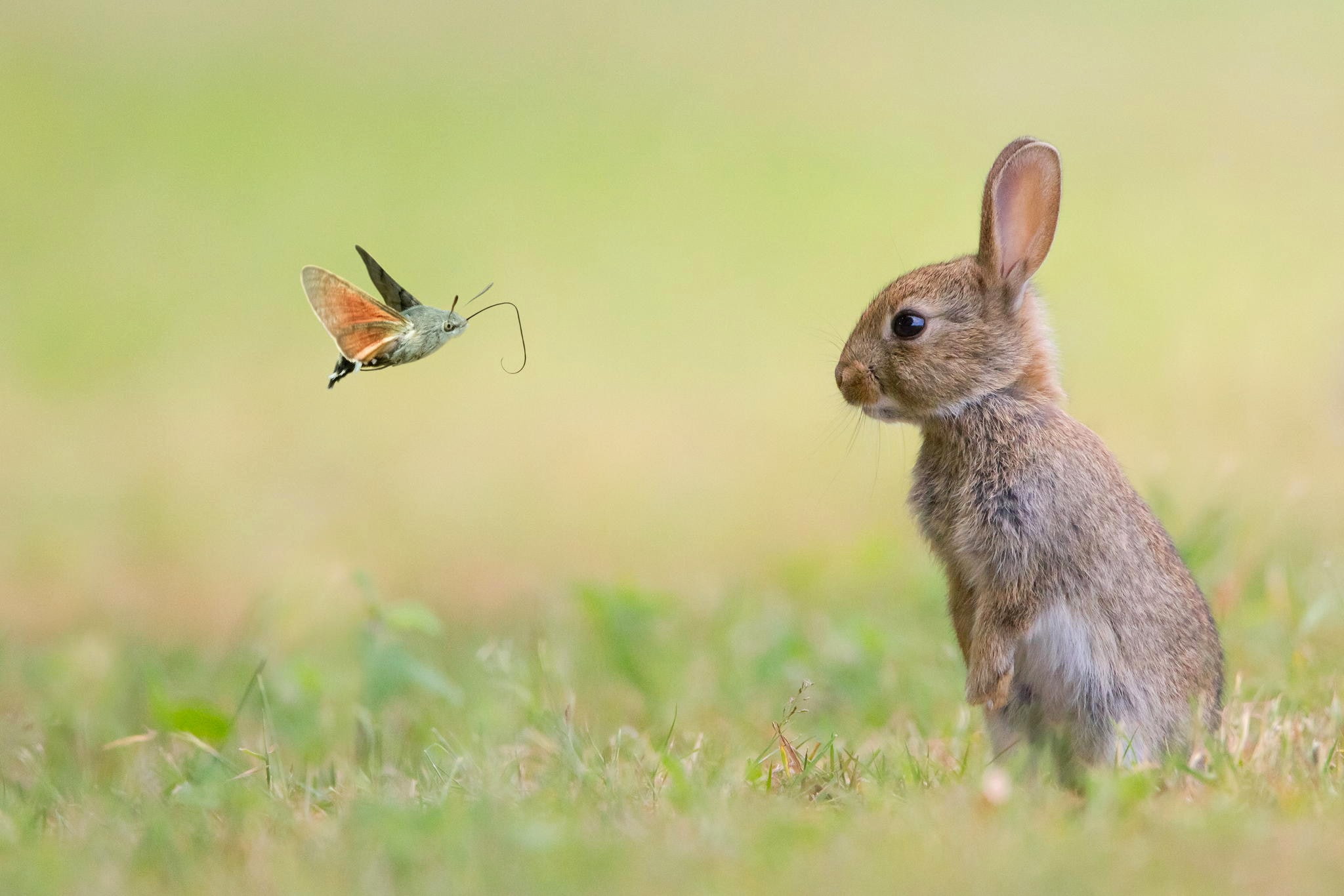 1080P, butterfly, Rabbit, Nature, animals, HD Wallpaper