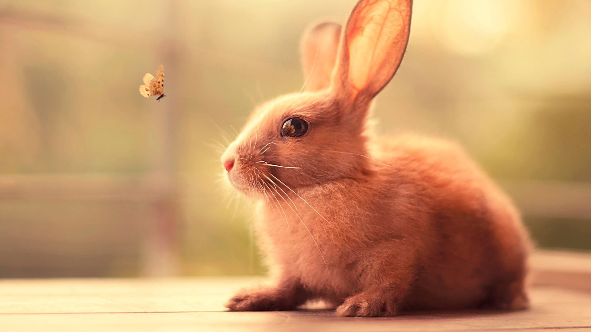 rabbits, sitting, vertebrate, looking, rabbit, close-up, focus on foreground, animal wildlife, brown, animal eye, no people, rabbit - animal, one animal, HD Wallpaper