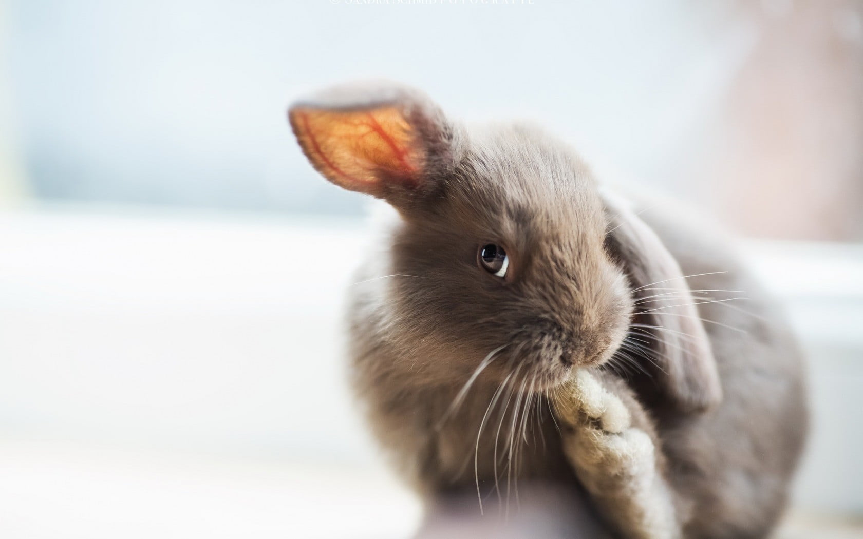 rabbit, pets, rodent, portrait, animal, vertebrate, whisker, animal eye, mammal, selective focus, indoors, no people, close-up, brown, one animal, animal wildlife, HD Wallpaper