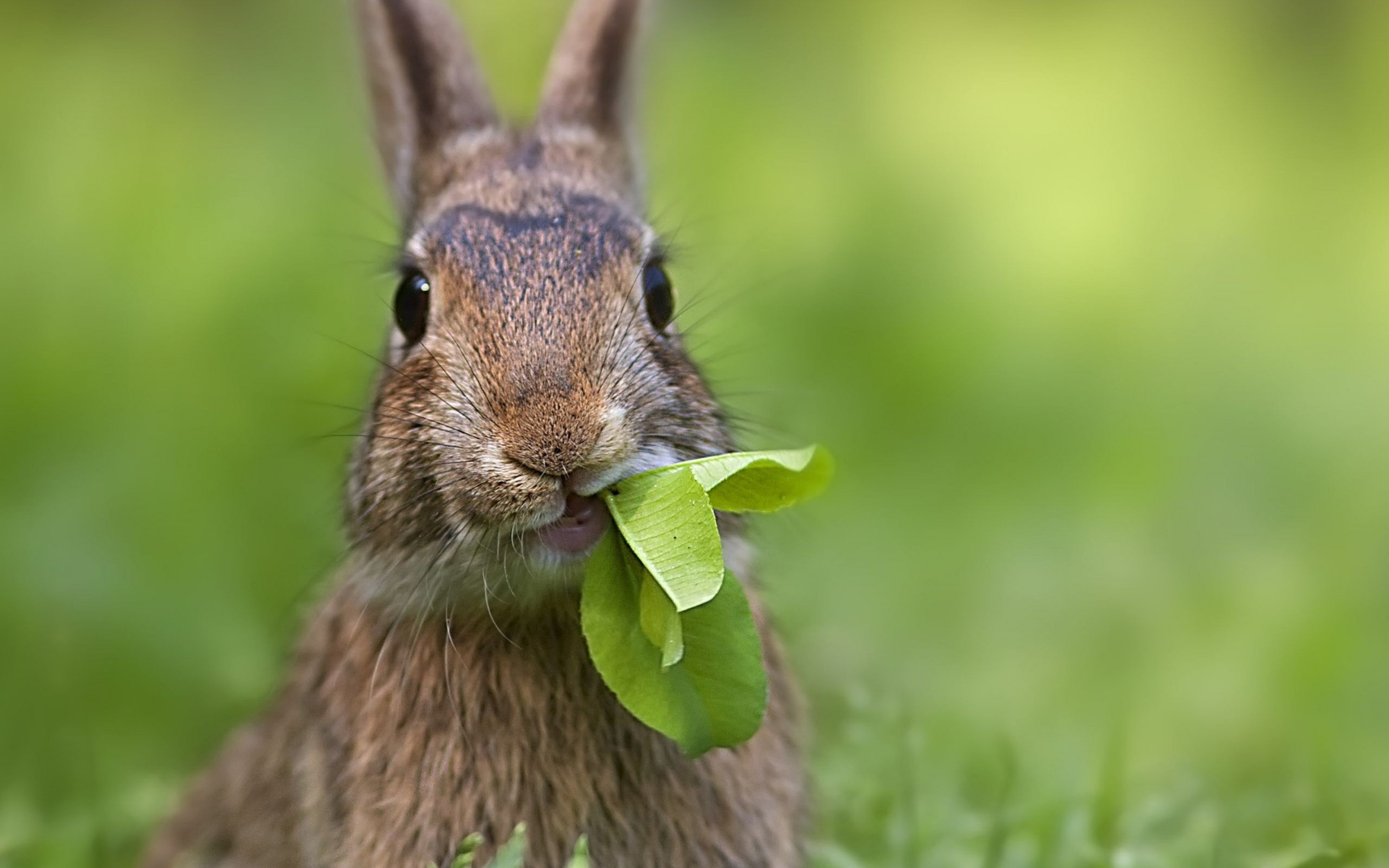 rabbits, 4K, animals, HD Wallpaper
