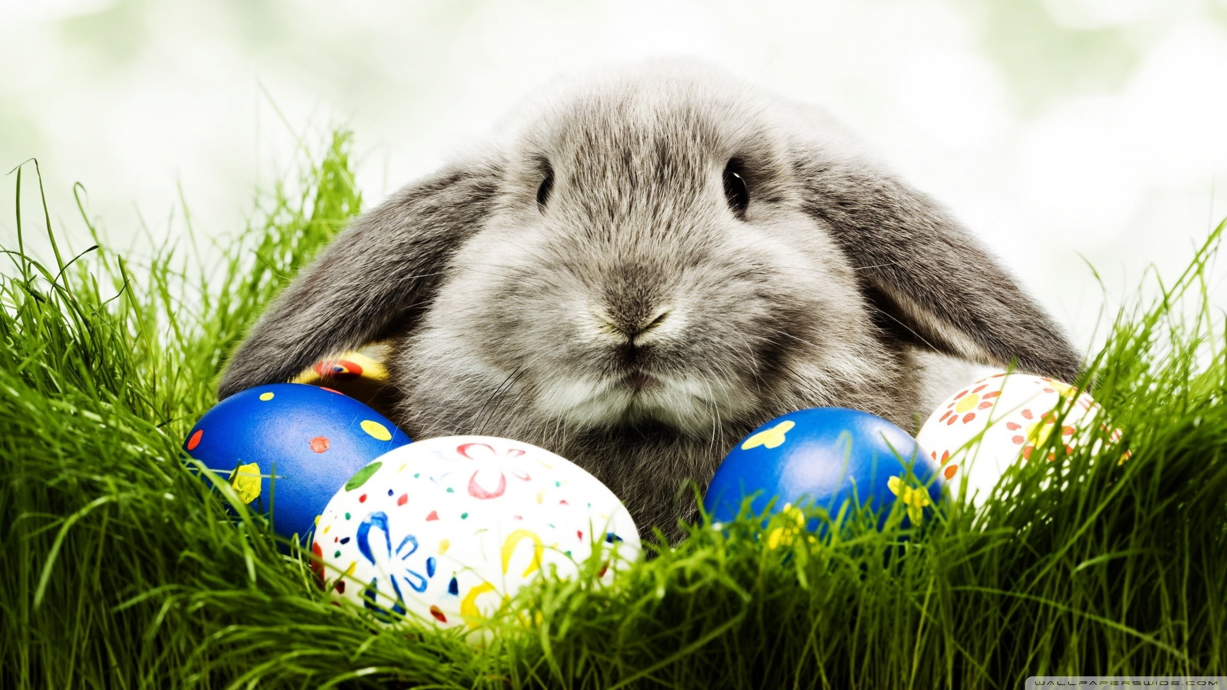 1080P, animal themes, mammal, gray, close-up, food, animal, animals, multi colored, Easter, celebration, vertebrate, rabbit, holiday, no people, outdoors, HD Wallpaper