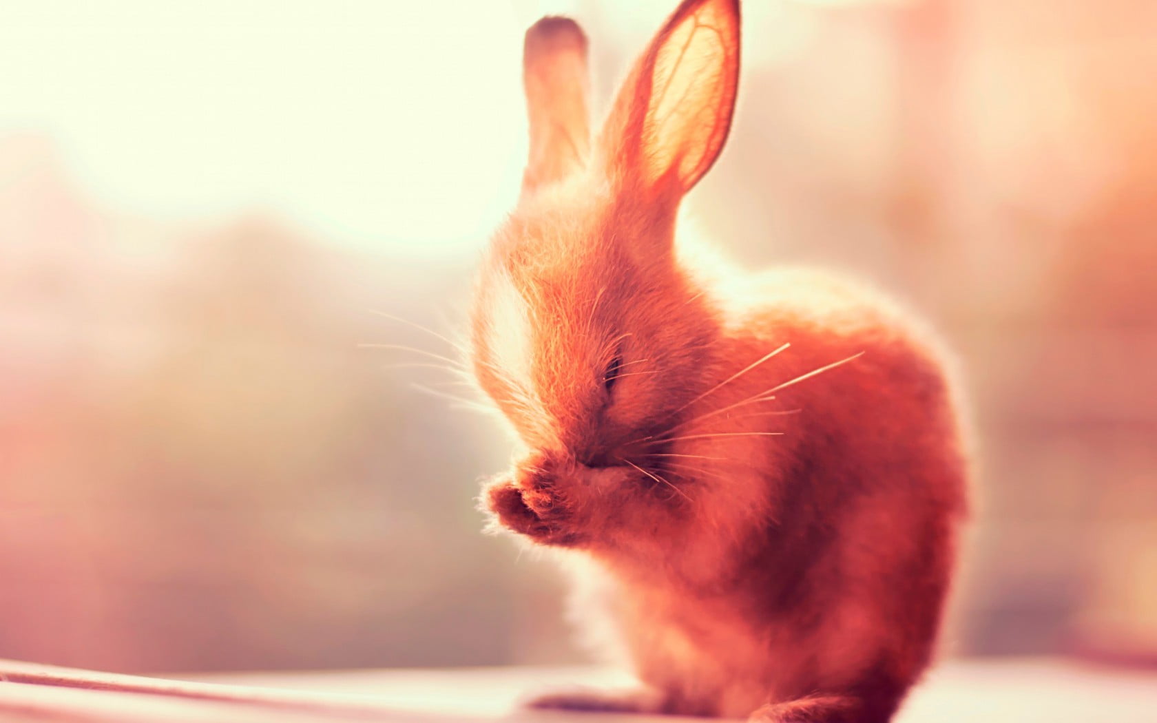 softness, animal themes, rabbit, animal body part, pets, one animal, animal head, vertebrate, indoors, domestic, no people, domestic cat, whisker, mammal, HD Wallpaper
