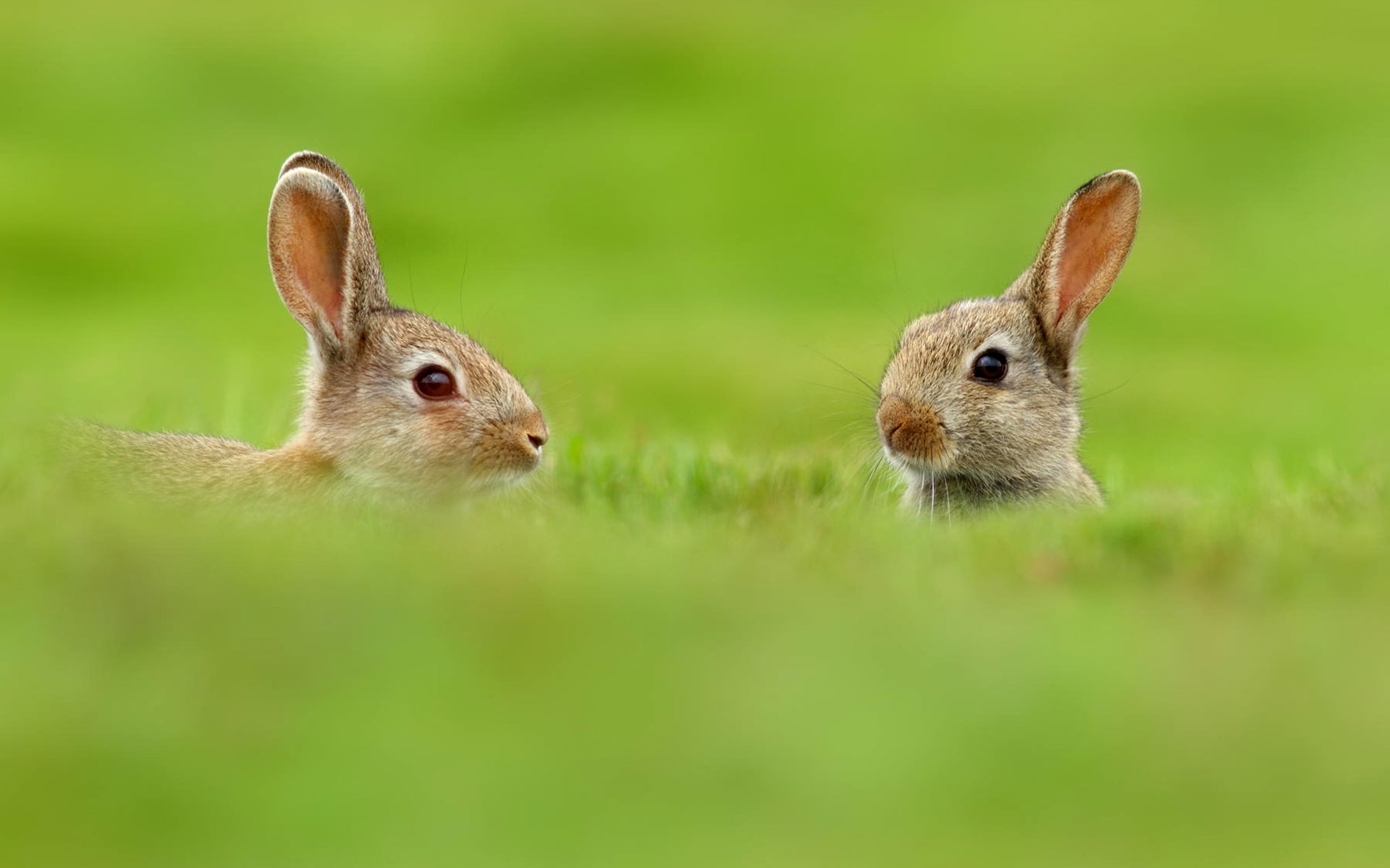 cute, 1080P, grass, rabbit, two, rabbits, nature, HD Wallpaper