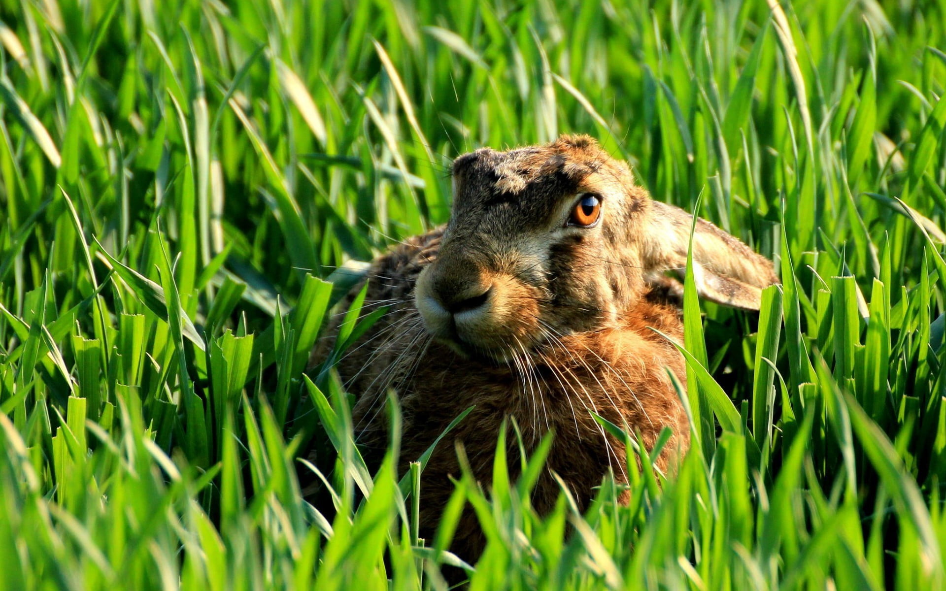 grass, rabbit, close-up, selective focus, blade of grass, no people, outdoors, growth, animal, day, animals, one animal, 1080P, land, rodent, animals in the wild, HD Wallpaper