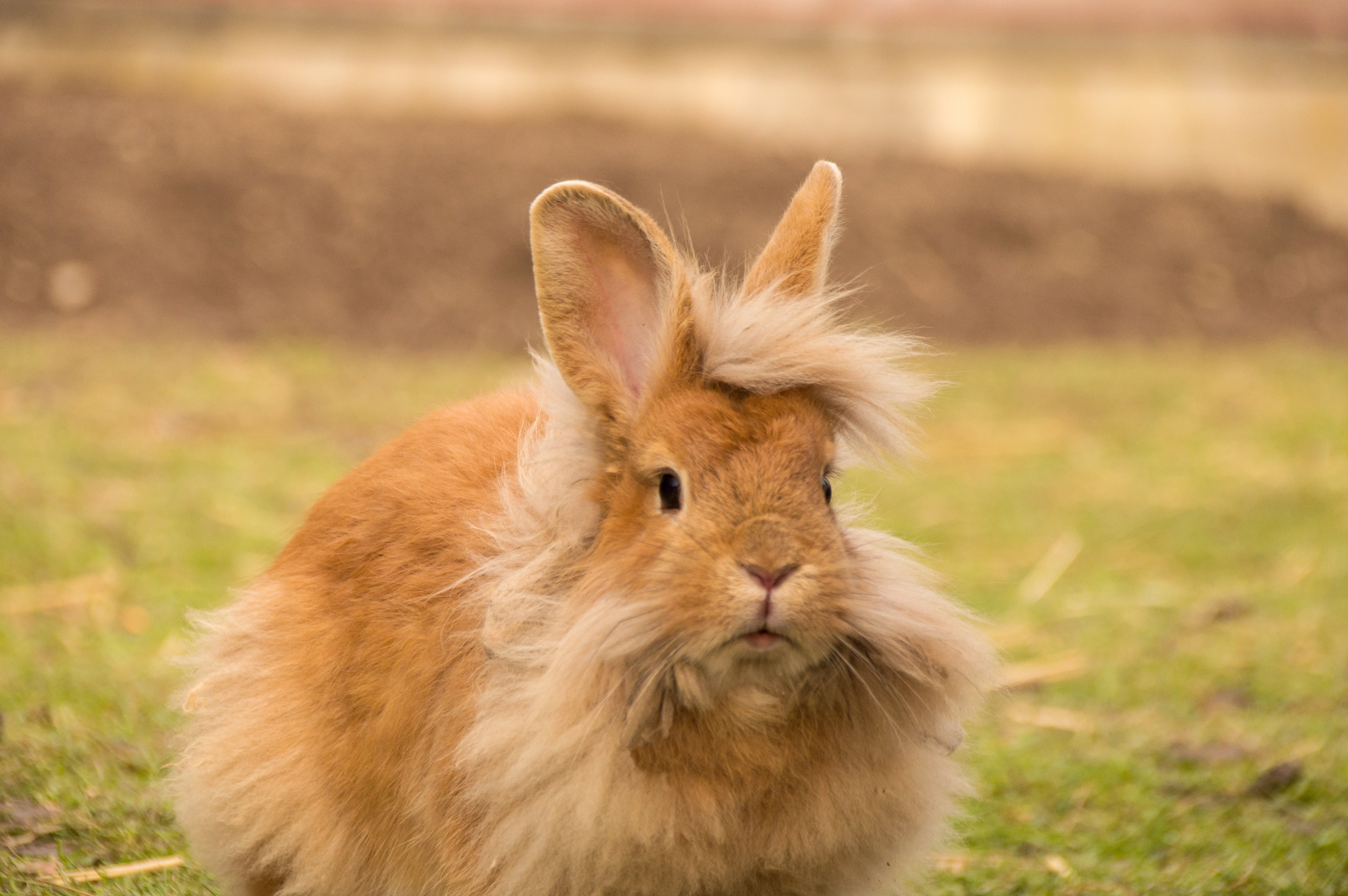 fur, grass, pets, domestic, one animal, animal, rabbit - animal, day, 5K, lion head, sweet, nature, animal ear, animals in the wild, focus on foreground, HD Wallpaper