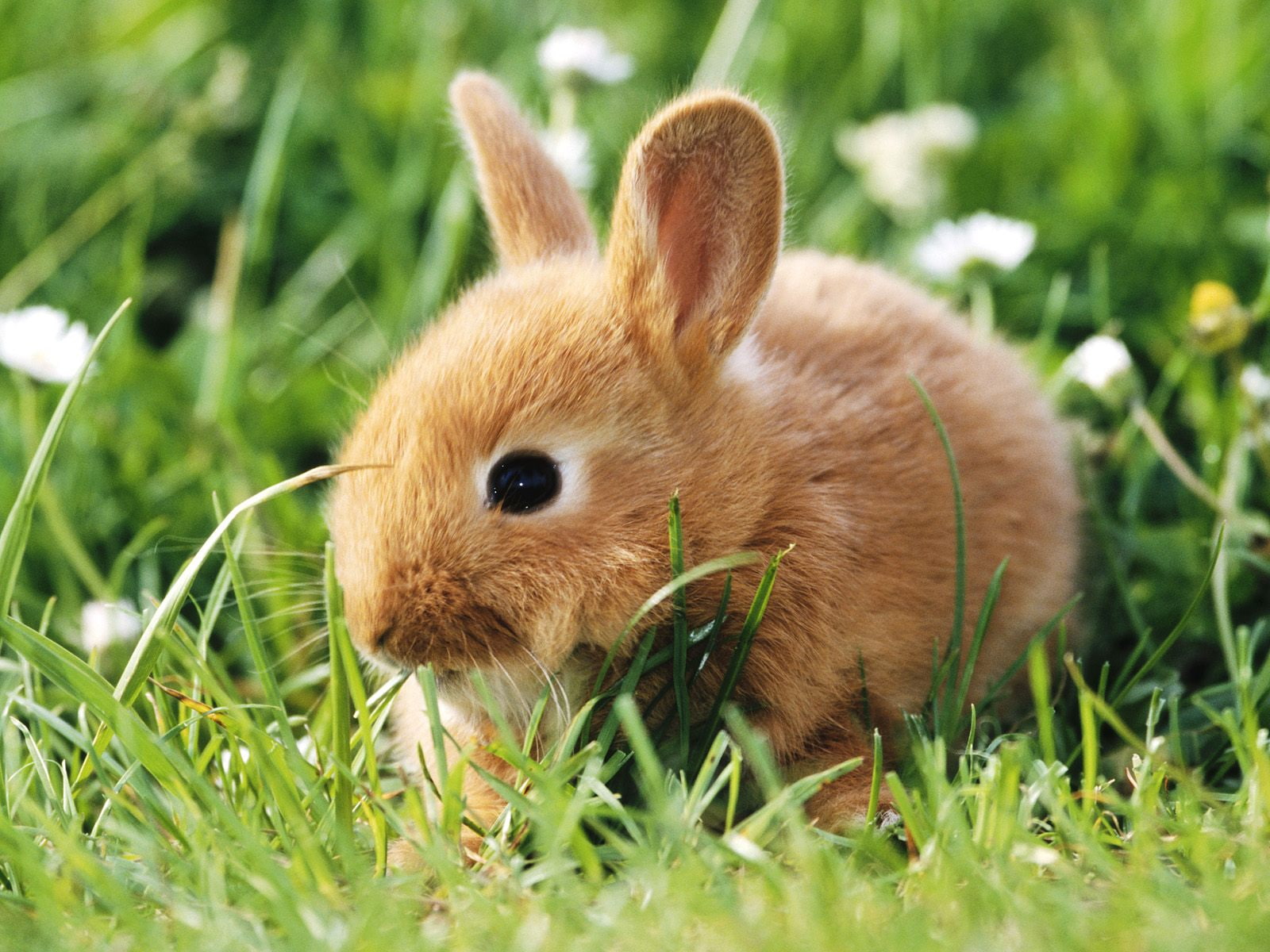 hd, bunny, animals, 720P, rabbit, HD Wallpaper