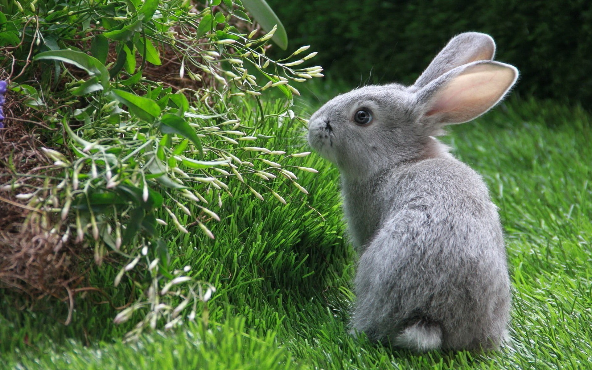 rabbit, gray, bunny, animals, hd, 1080P, HD Wallpaper