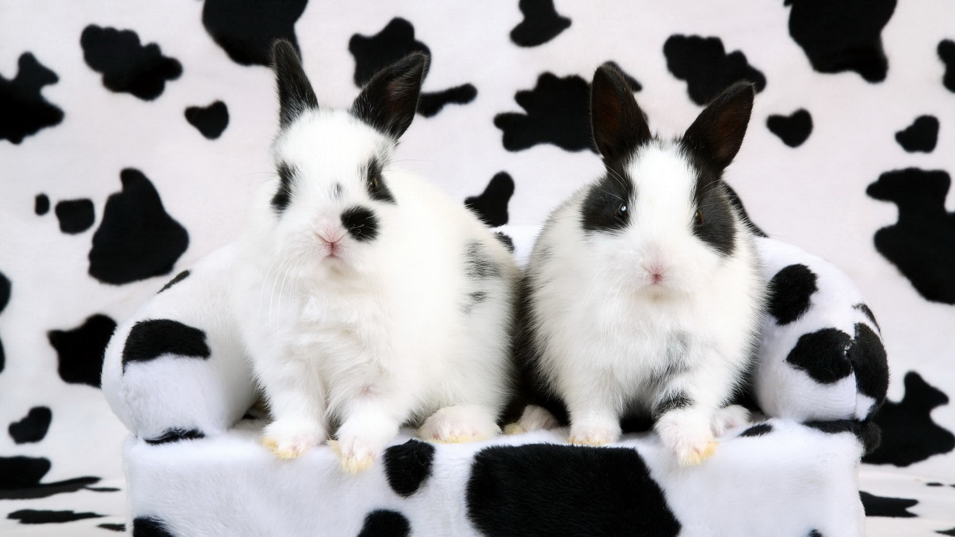 hd, balck, cow, white, rabbit, print, animals, 1080P, rabbits, bunny, two, HD Wallpaper