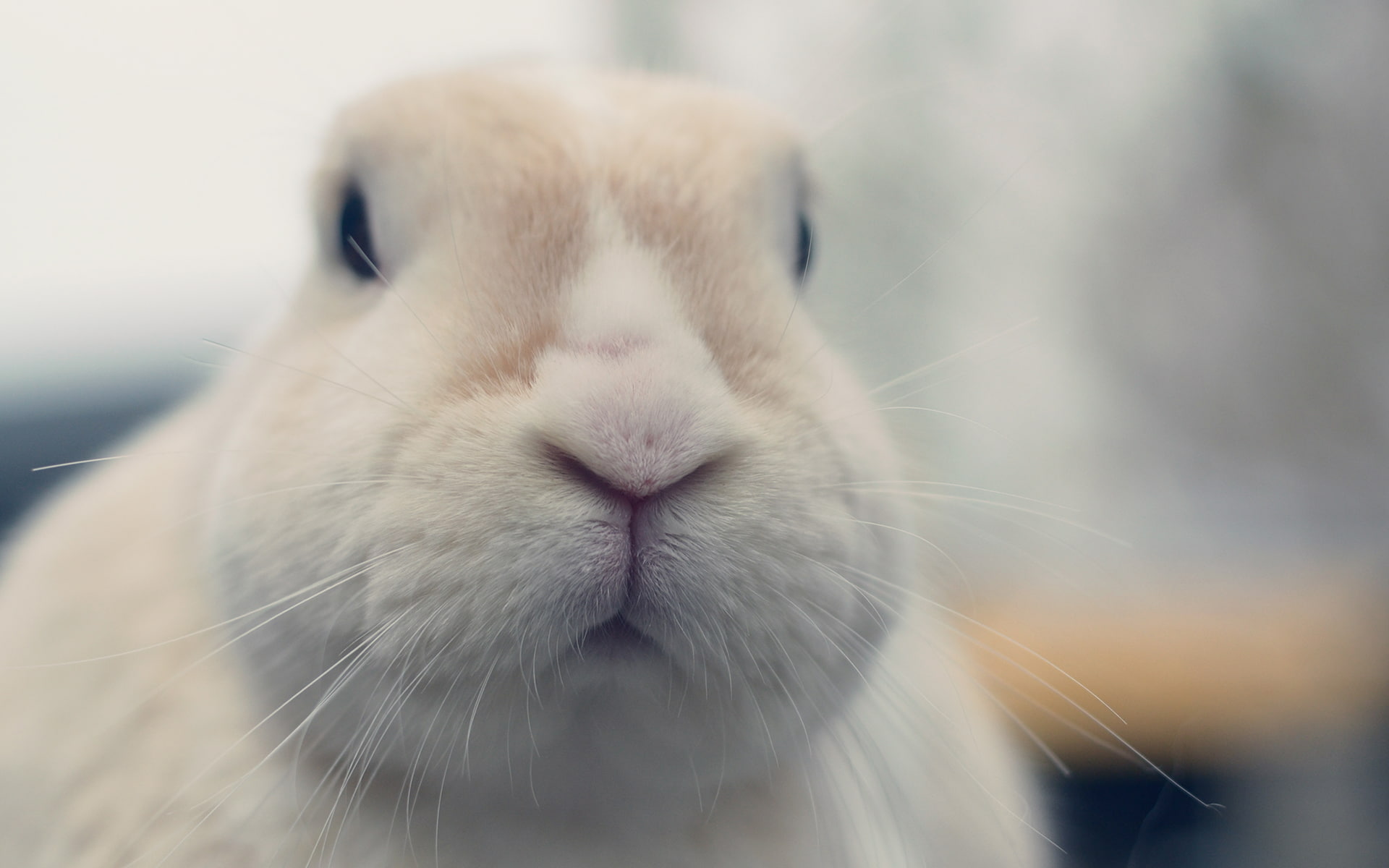 rabbit, animals, hd, macro, 1080P, bunny, HD Wallpaper