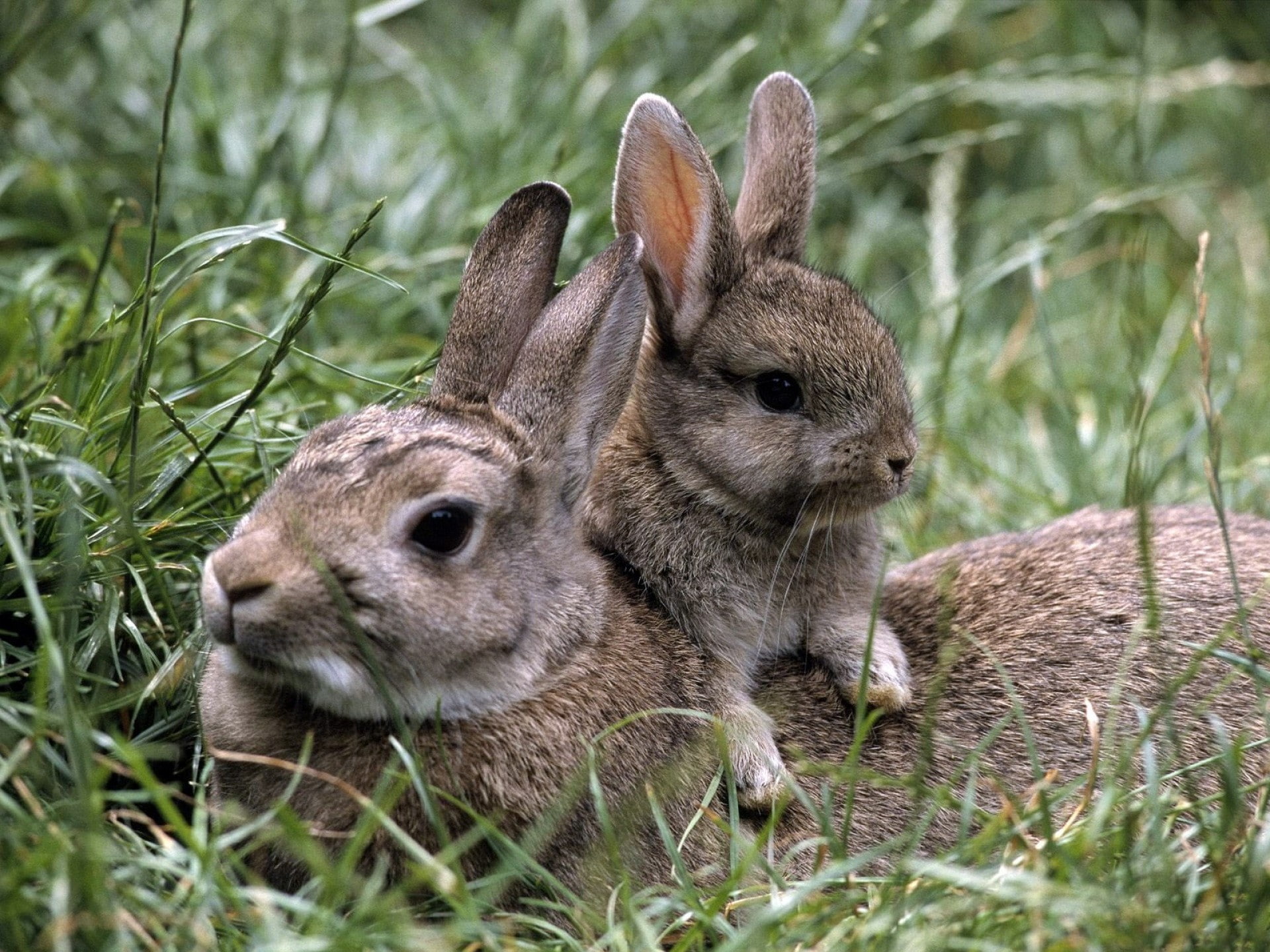 s, 1080P, Rabbit, brown, two, Best s, hd, . download, grass, bunny, grasss, rabbits, HD Wallpaper