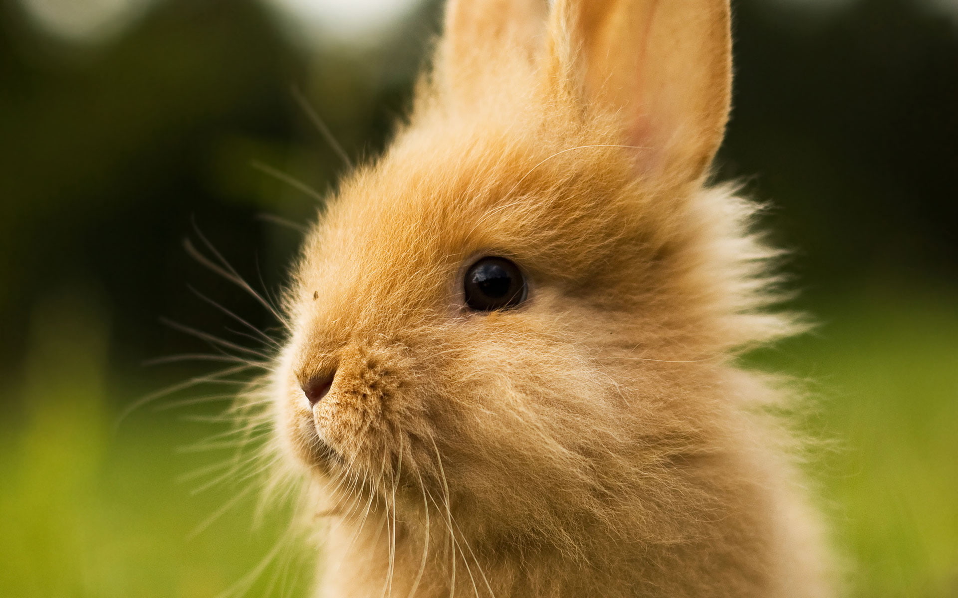 mammal, 1080P, animal themes, focus on foreground, nature, pets, one animal, herbivorous, rabbit - animal, profile view, close-up, day, rabbits, animals in the wild, HD Wallpaper