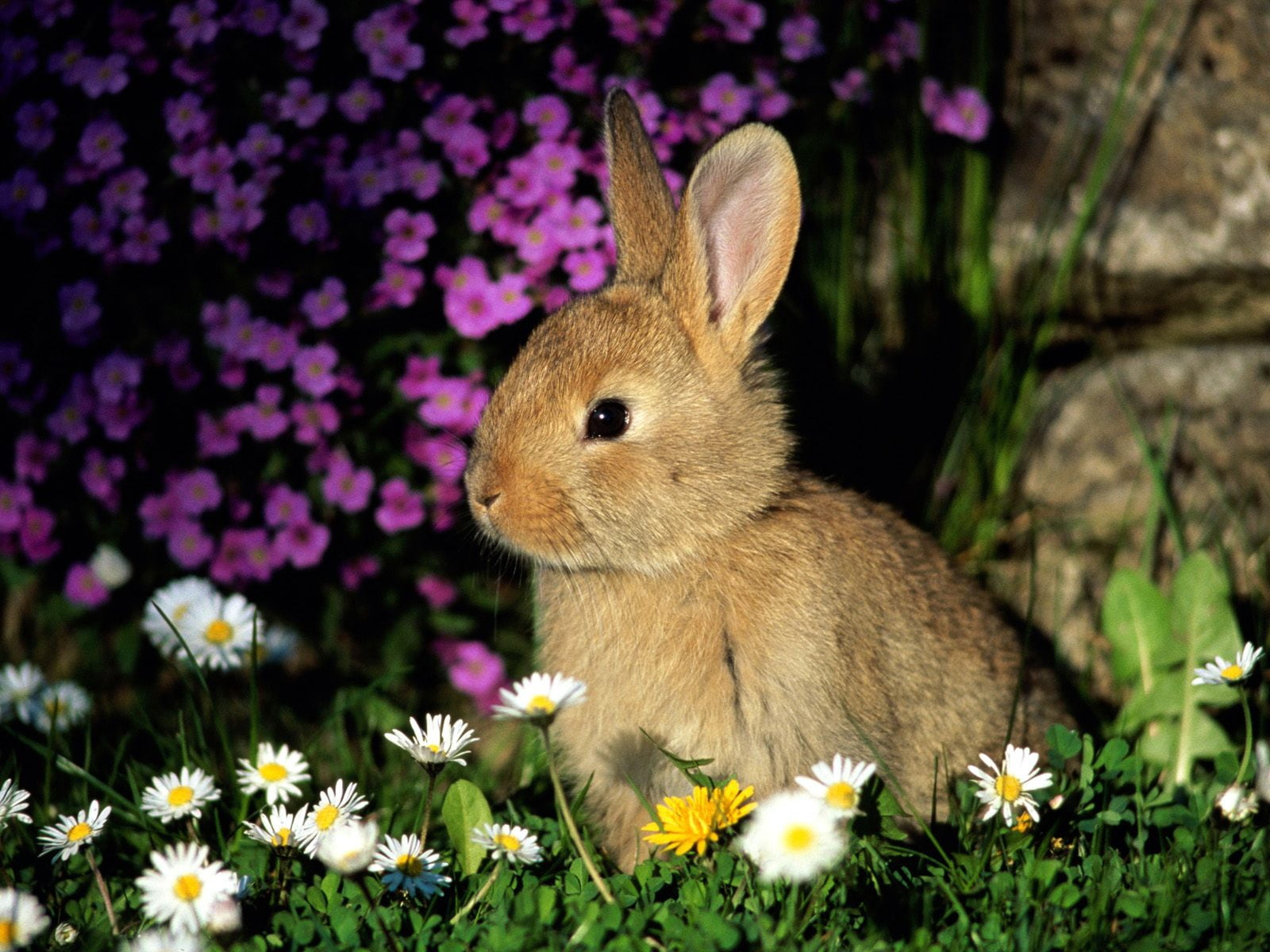 flowers, easter, sitting, baby Rabbit, wildlife, plant, 720P, animal themes, animal Ear, flower head, animal wildlife, mammal, animals And Pets, flowering plant, HD Wallpaper